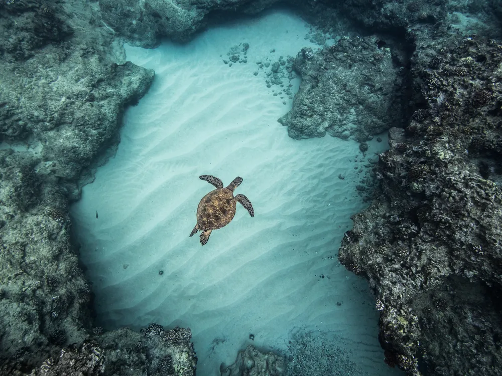 A sea turtle swims in a coral reef in Hawaii. Ocean acidification, found to be on the brink of crossing a boundary into higher-risk territory, can affect coral skeleton formation.