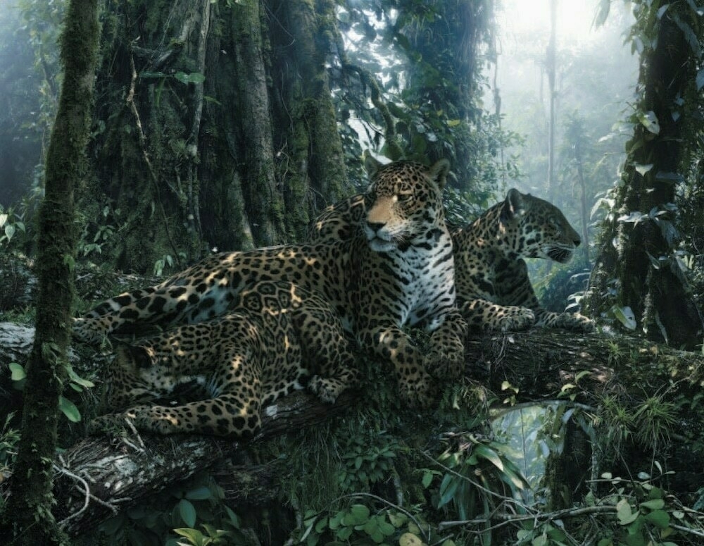 Two jaguars lounging on a moss-covered tree branch in a misty tropical forest, surrounded by dense vegetation.