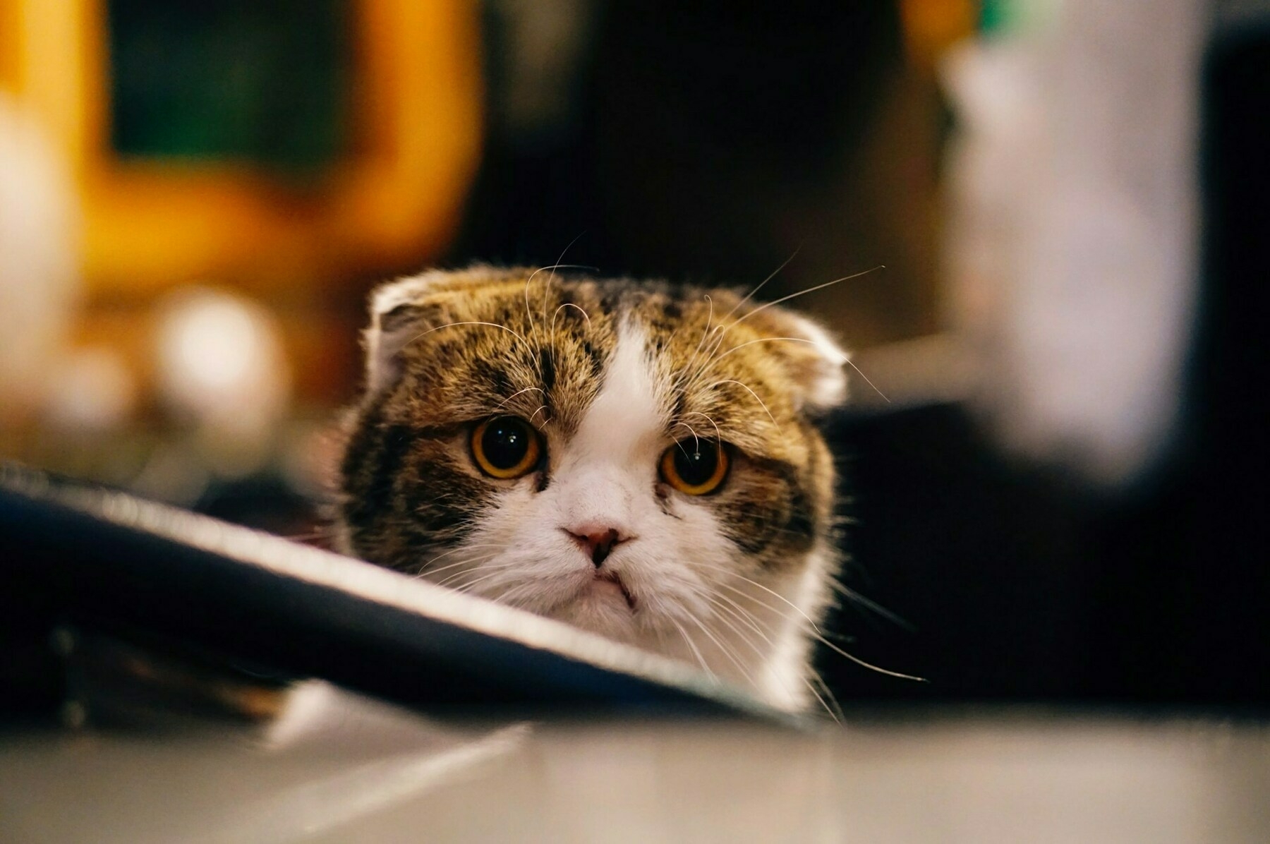 Auto-generated description: A cat with folded ears and a serious expression is looking towards the camera amidst a softly blurred background.