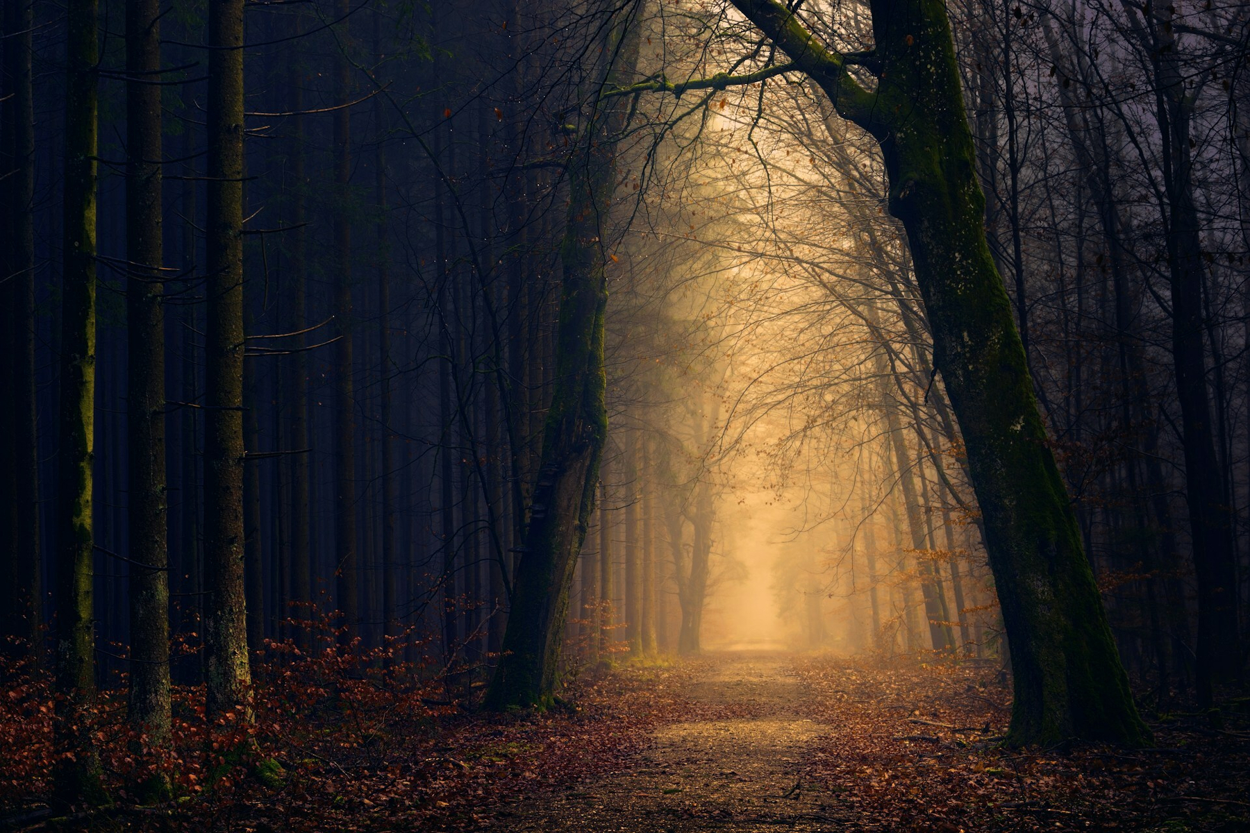Auto-generated description: A misty path through a forest is illuminated by warm, diffused light, creating a mysterious and serene atmosphere.