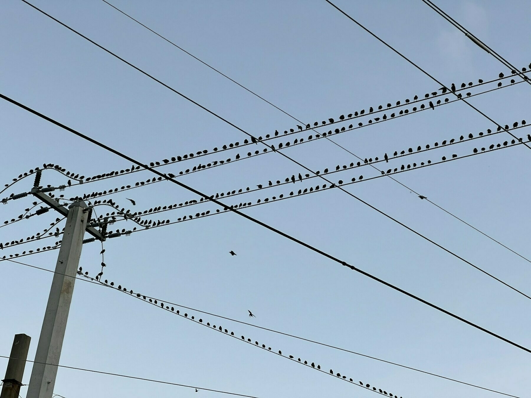 Lots of birds sitting on power lines