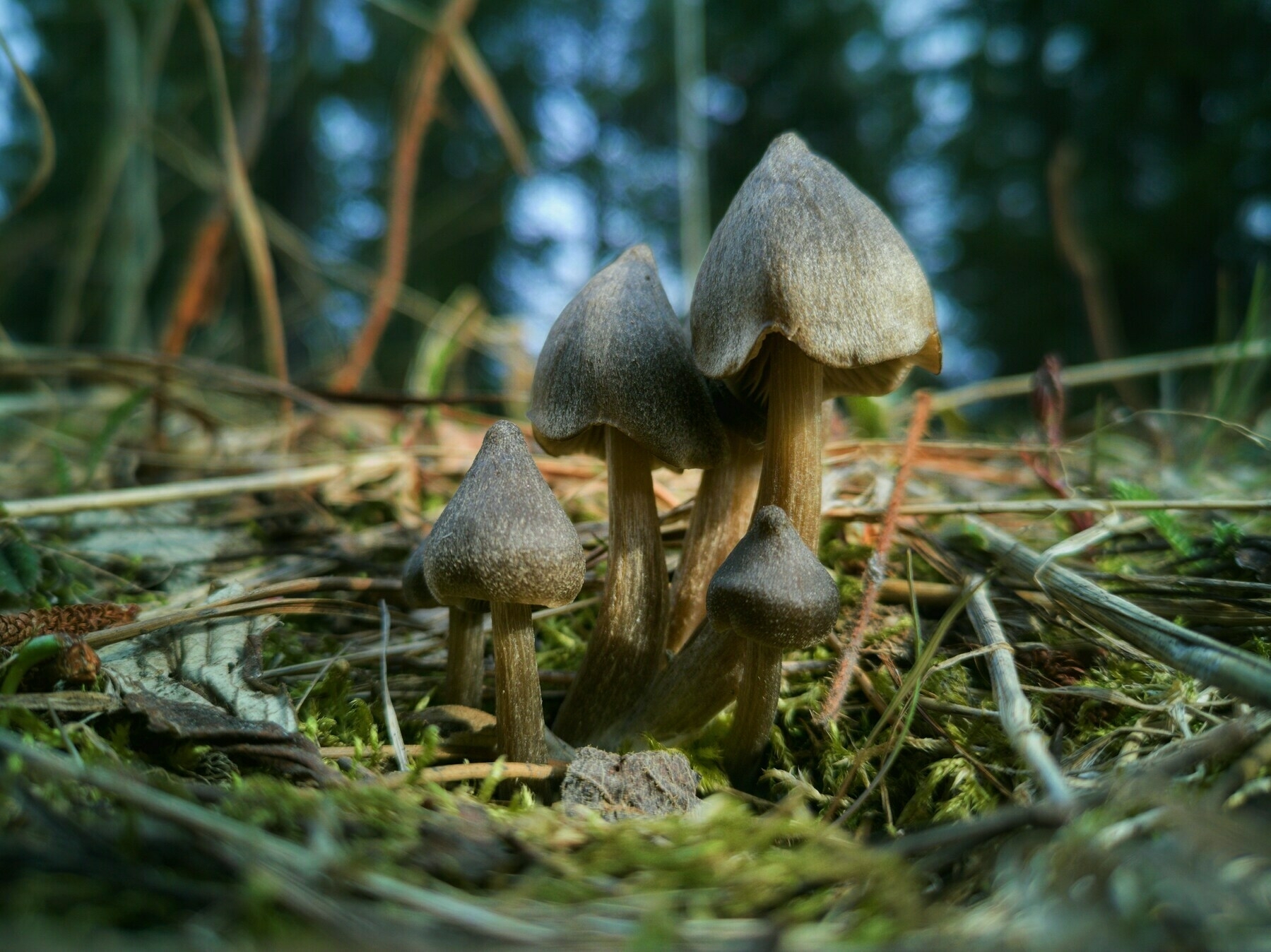 Brown mushrooms on green grass during daytime