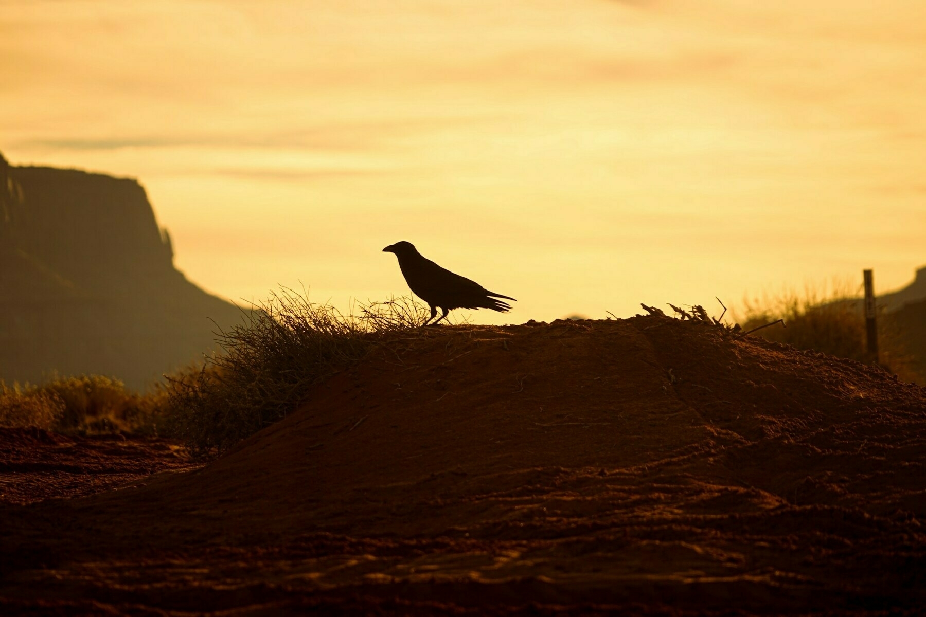 A bird sitting on top of a dirt hill