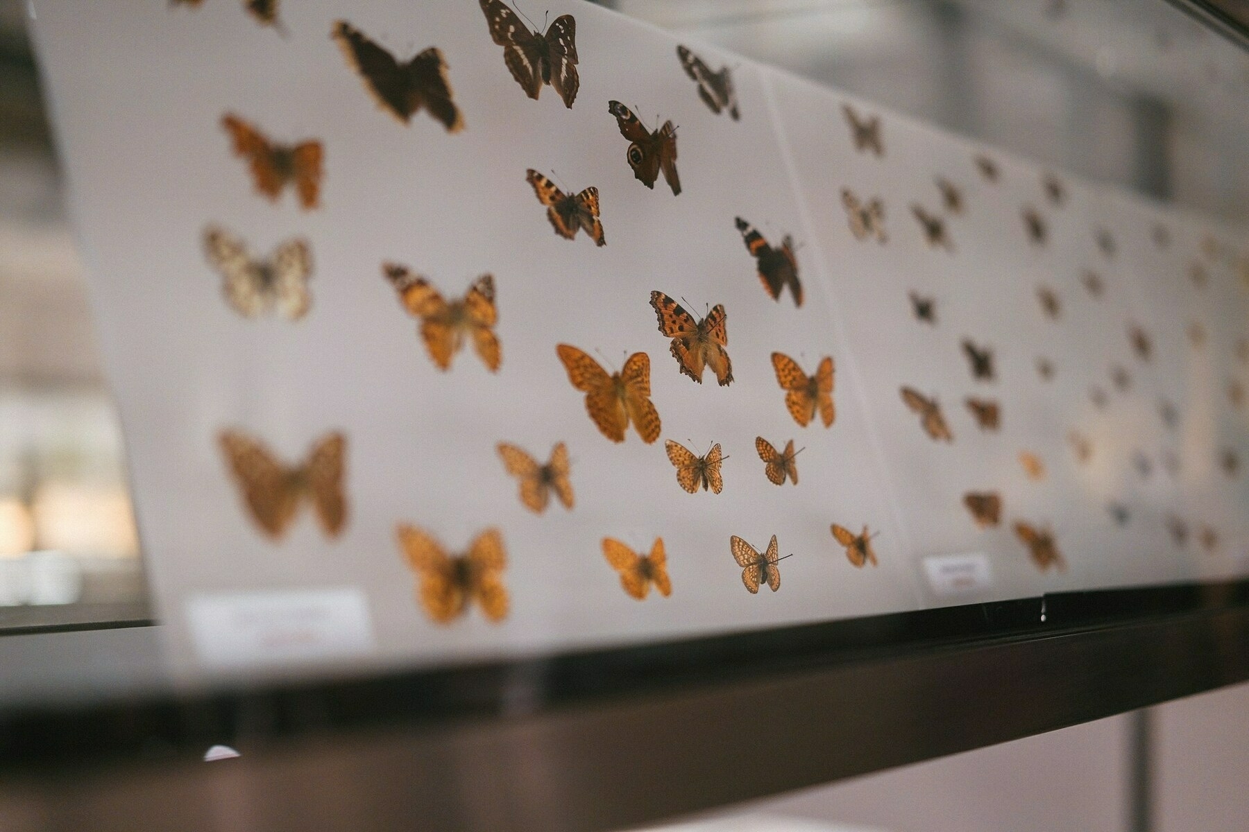 Auto-generated description: Various butterfly specimens are displayed in a glass case.