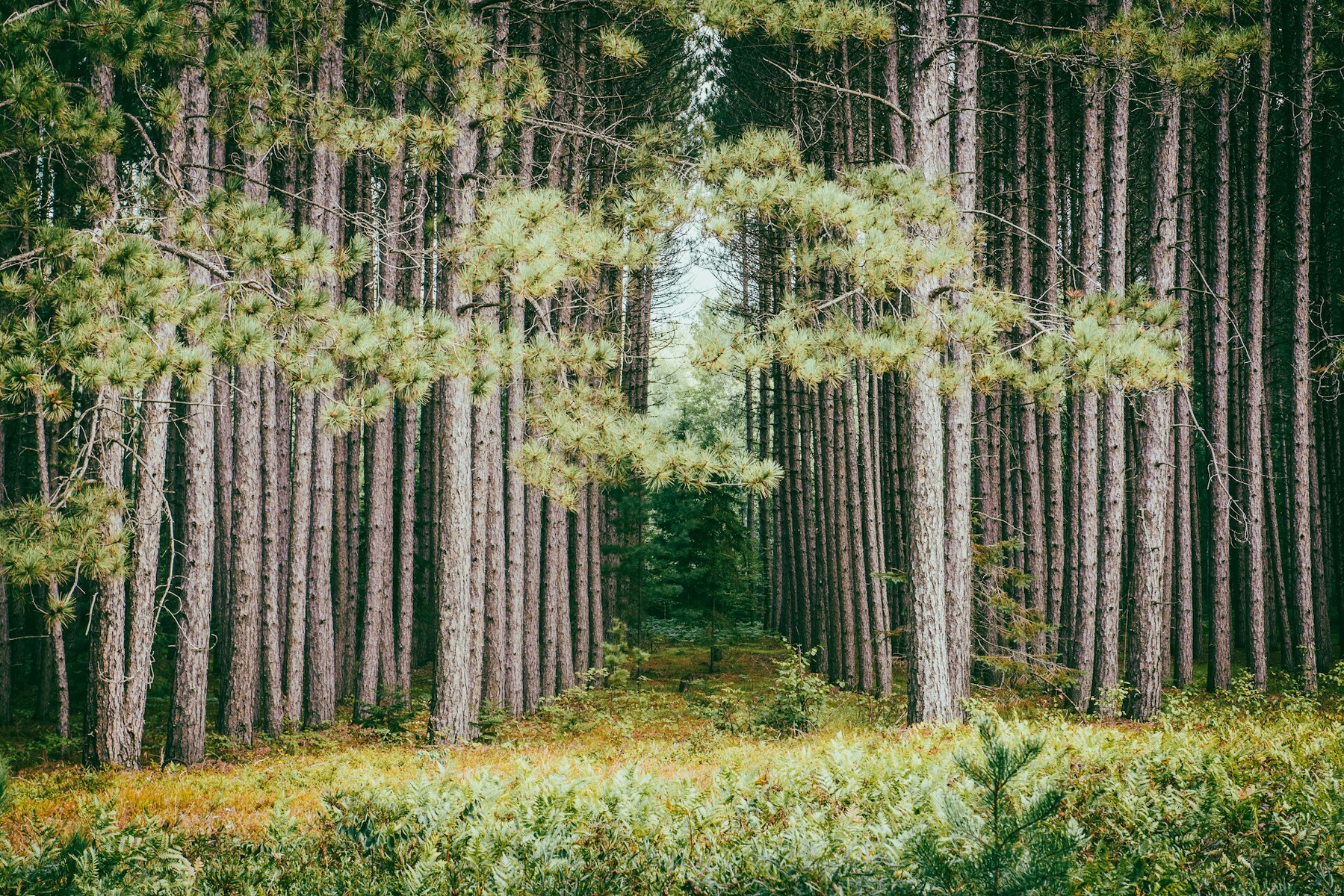 Auto-generated description: A pathway leads through a dense forest of tall, evenly spaced pine trees with green foliage.