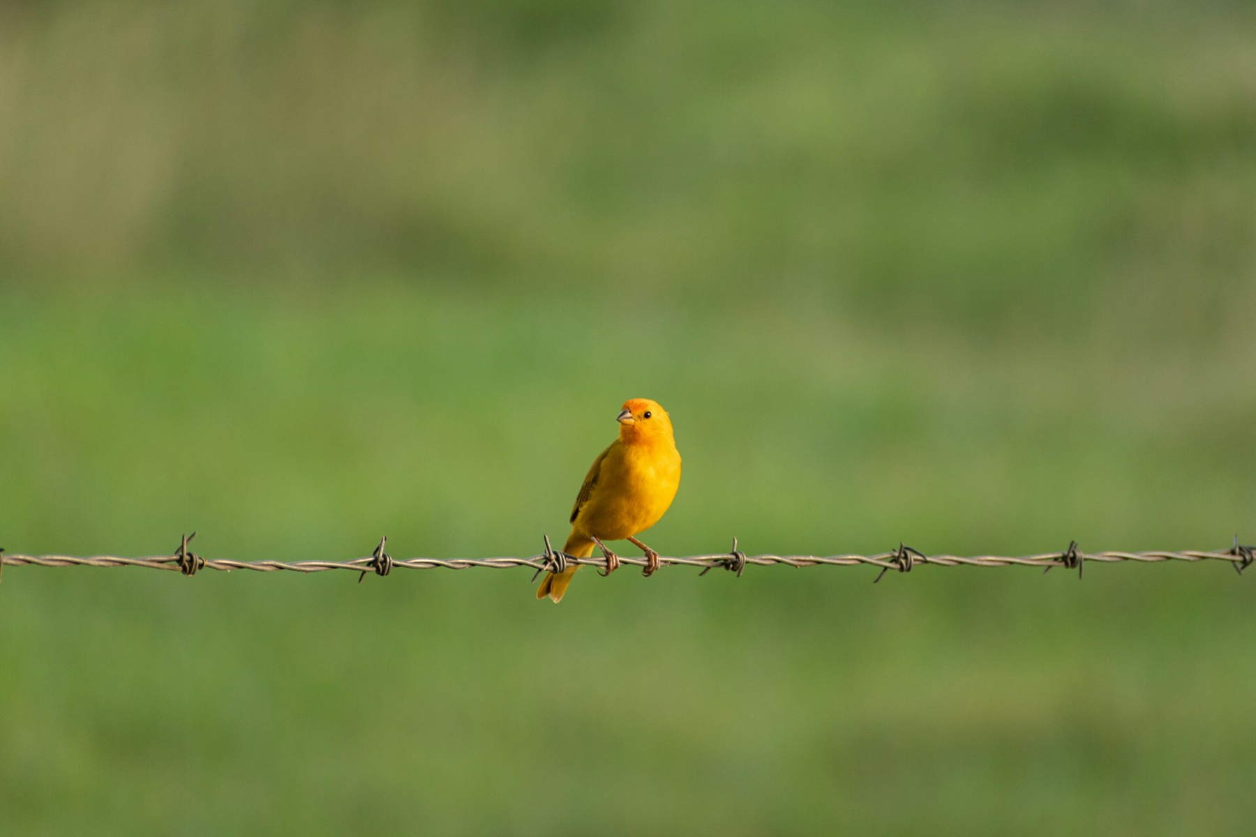 Auto-generated description: A small yellow bird is perched on a barbed wire against a blurred green background.