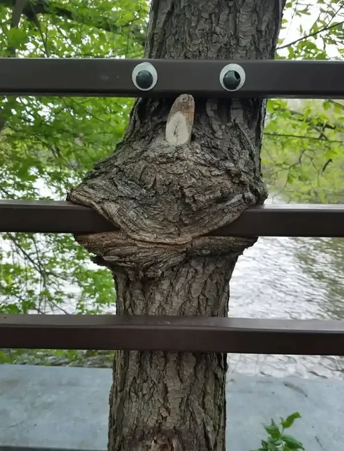 Auto-generated description: A tree with googly eyes placed on it looks like it is smiling through a metal fence.