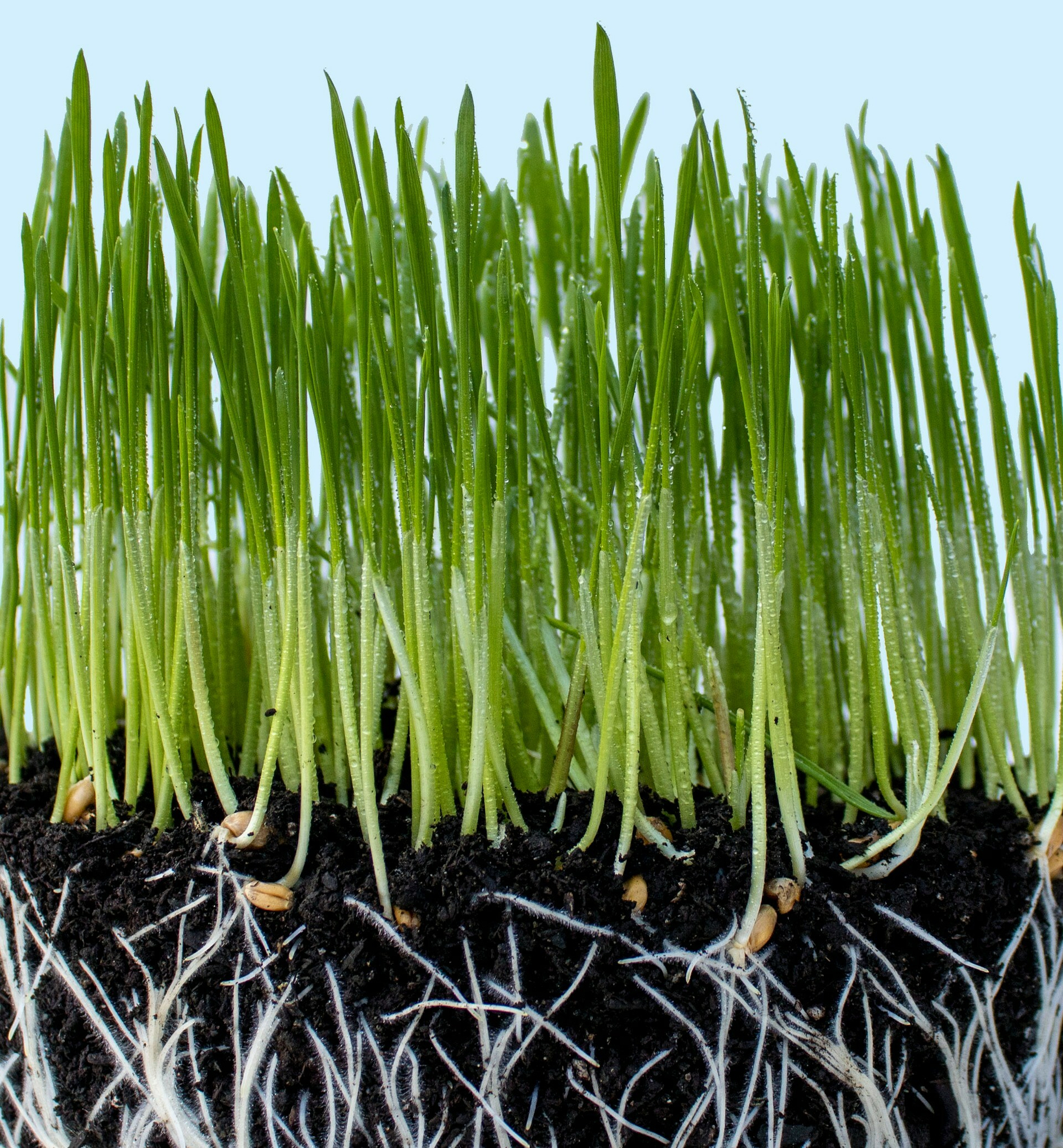 Auto-generated description: Vibrant green grass sprouts with visible roots grow densely in dark soil against a light blue background.