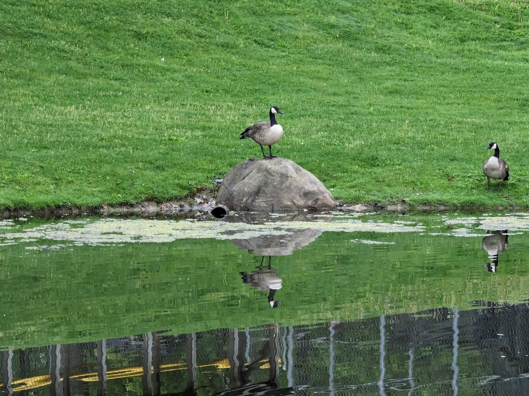 A goose perched atop a rock