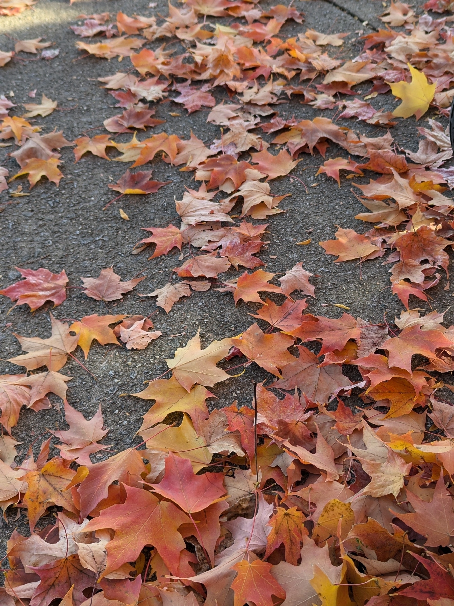 Colorful autumn leaves scattered on a pavement.