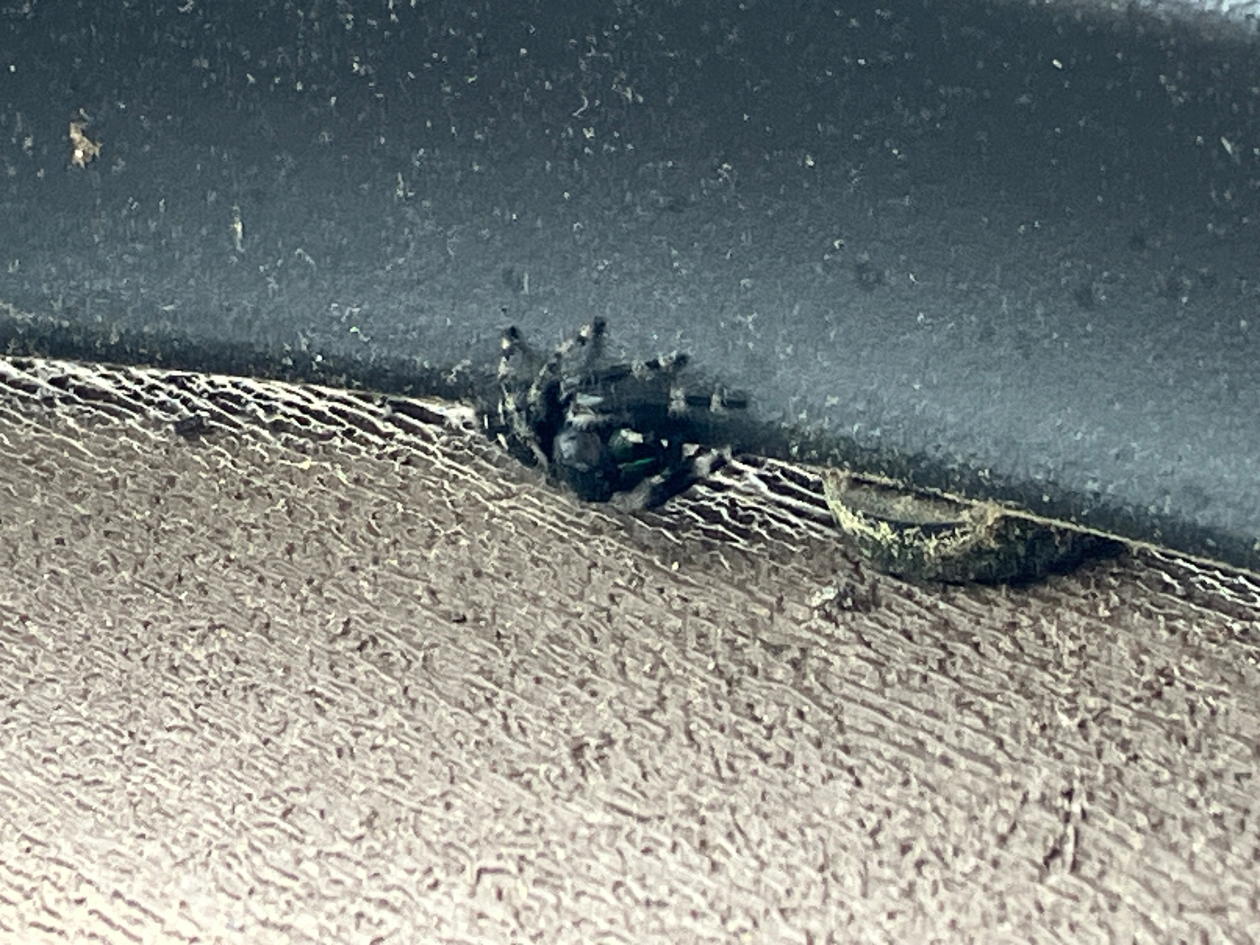 A small, dark-colored spider is resting in a crevice between two surfaces.