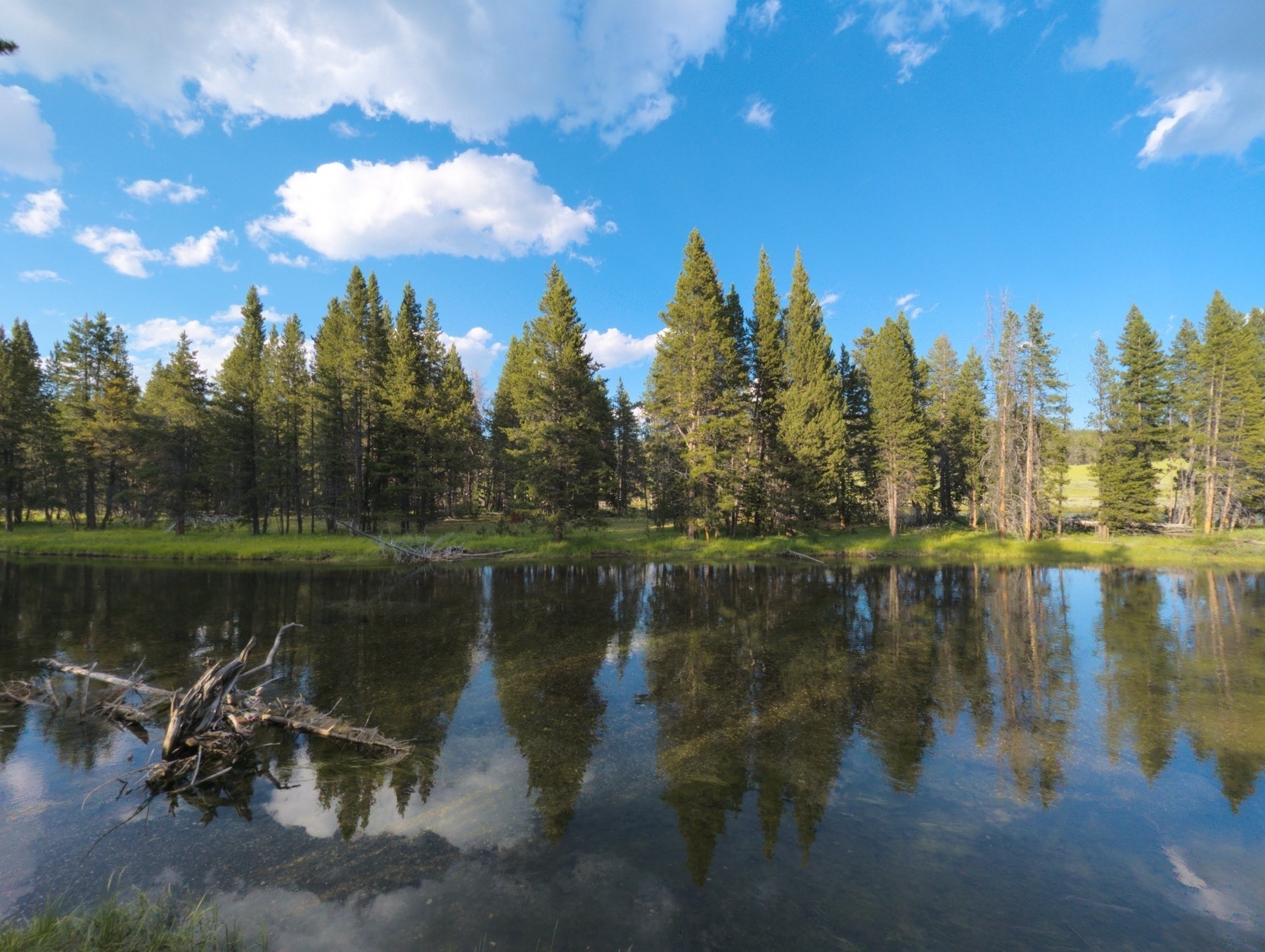 Calm river in the foreground and pine trees along the far bank.