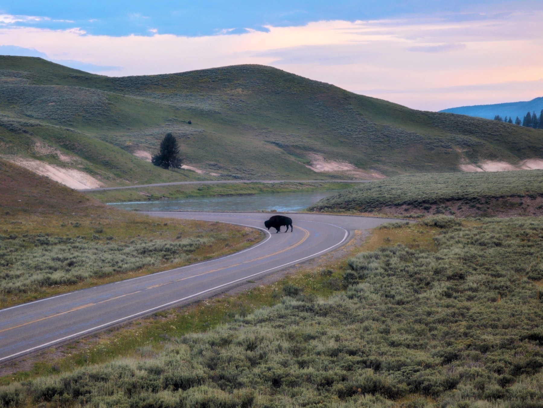 Bison on road in Yellowstone with river in the background