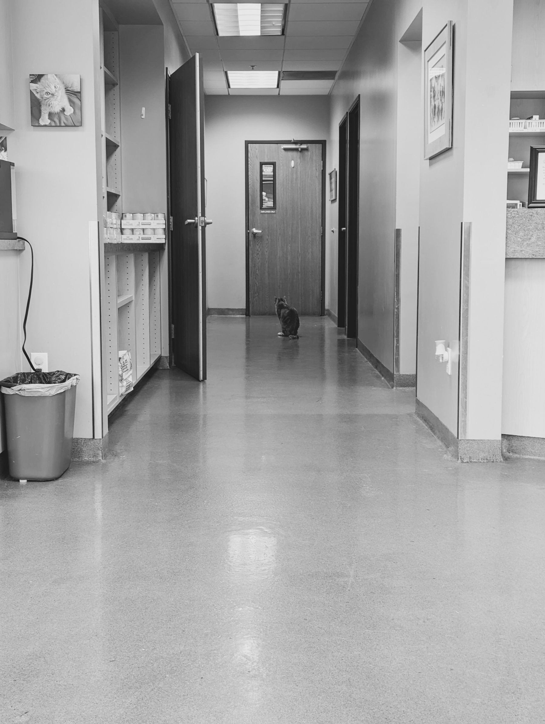 Cat sitting in a hallway