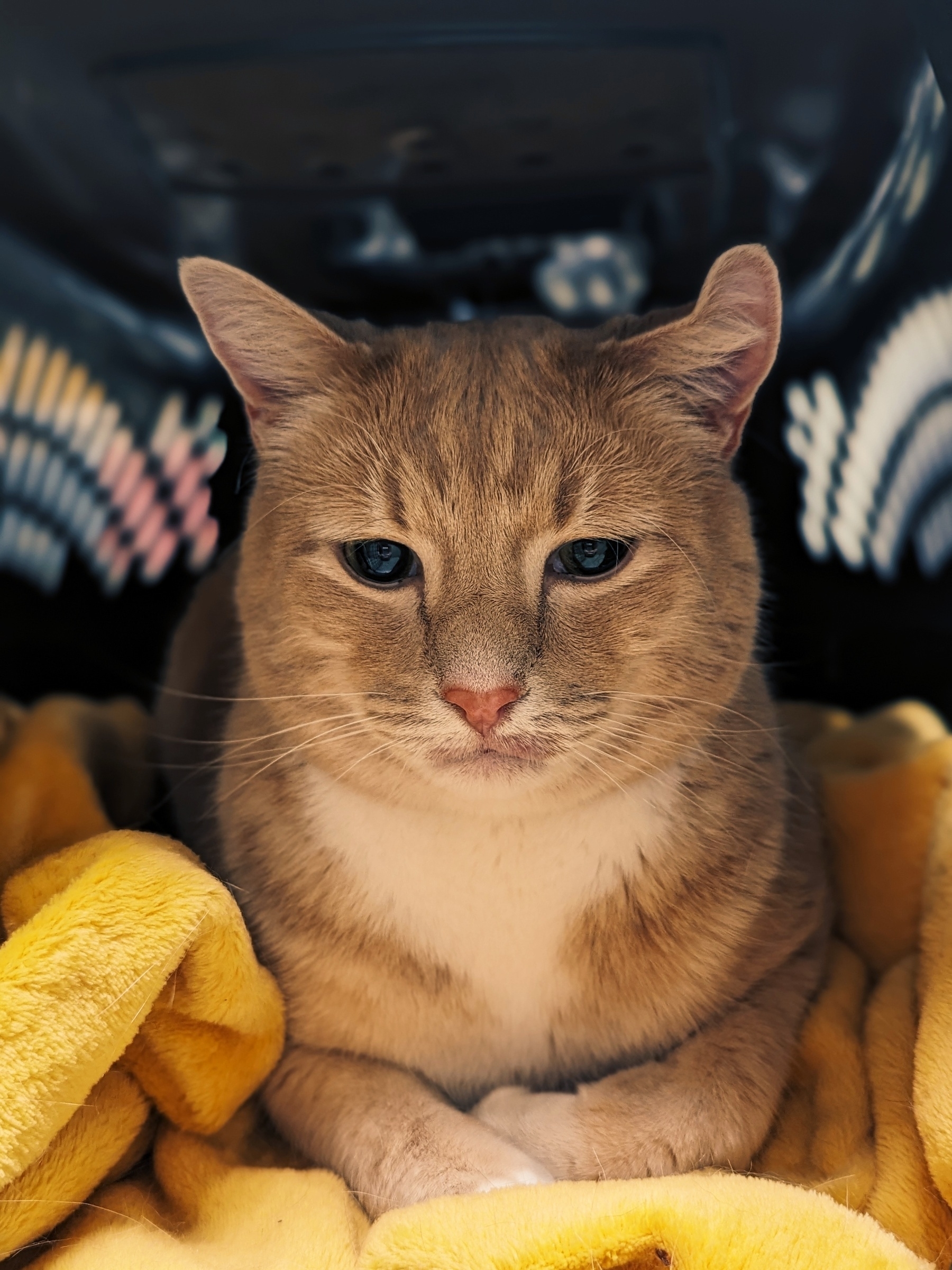 Orange cat in cat carrier
