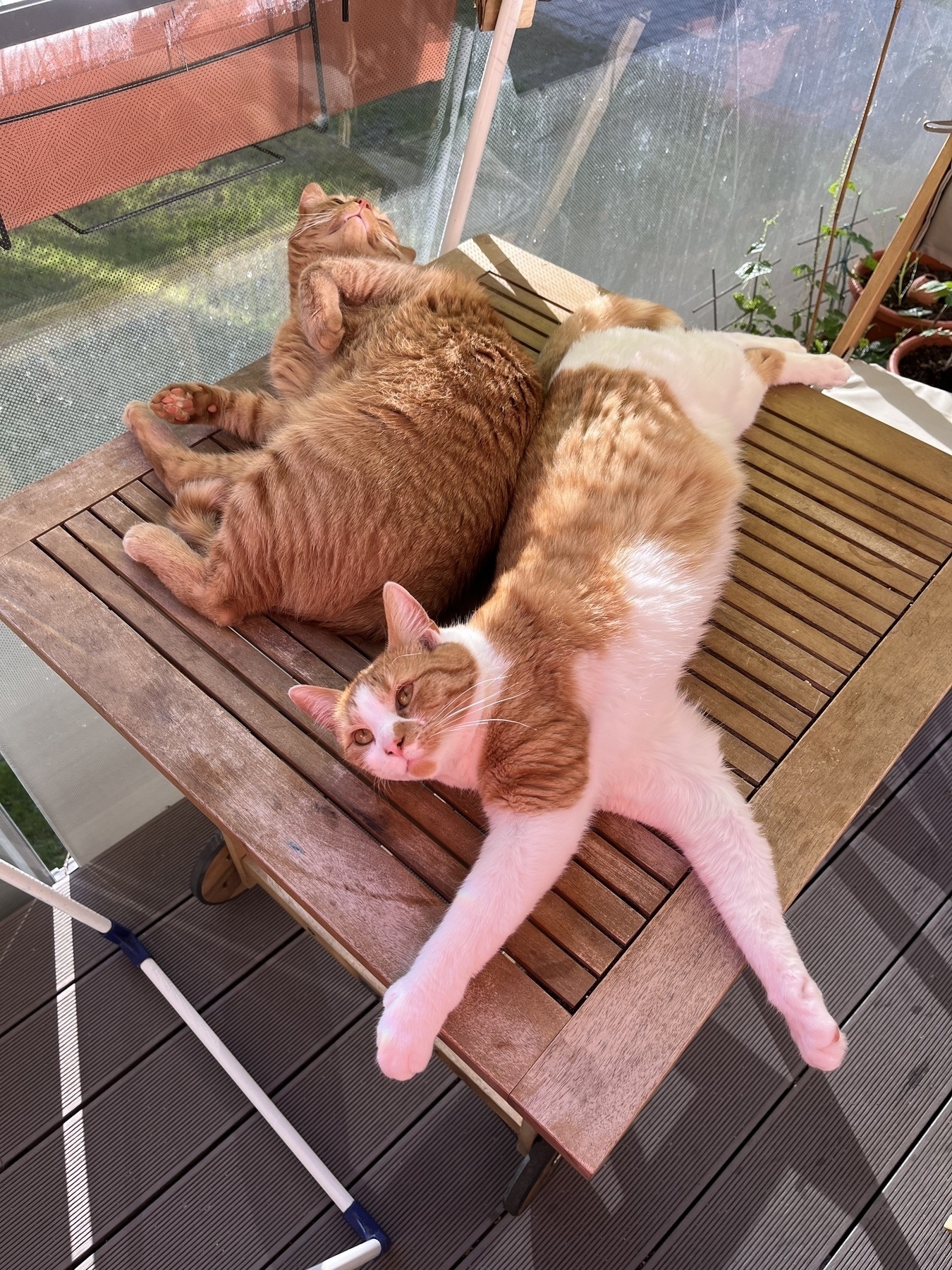 Two cats on a table