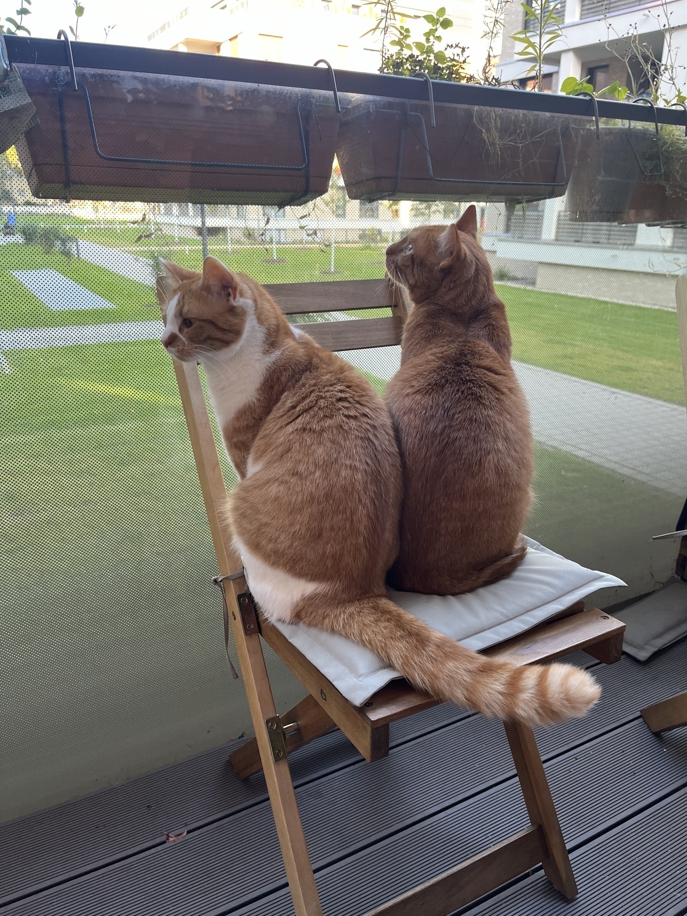 Two cats on the balcony