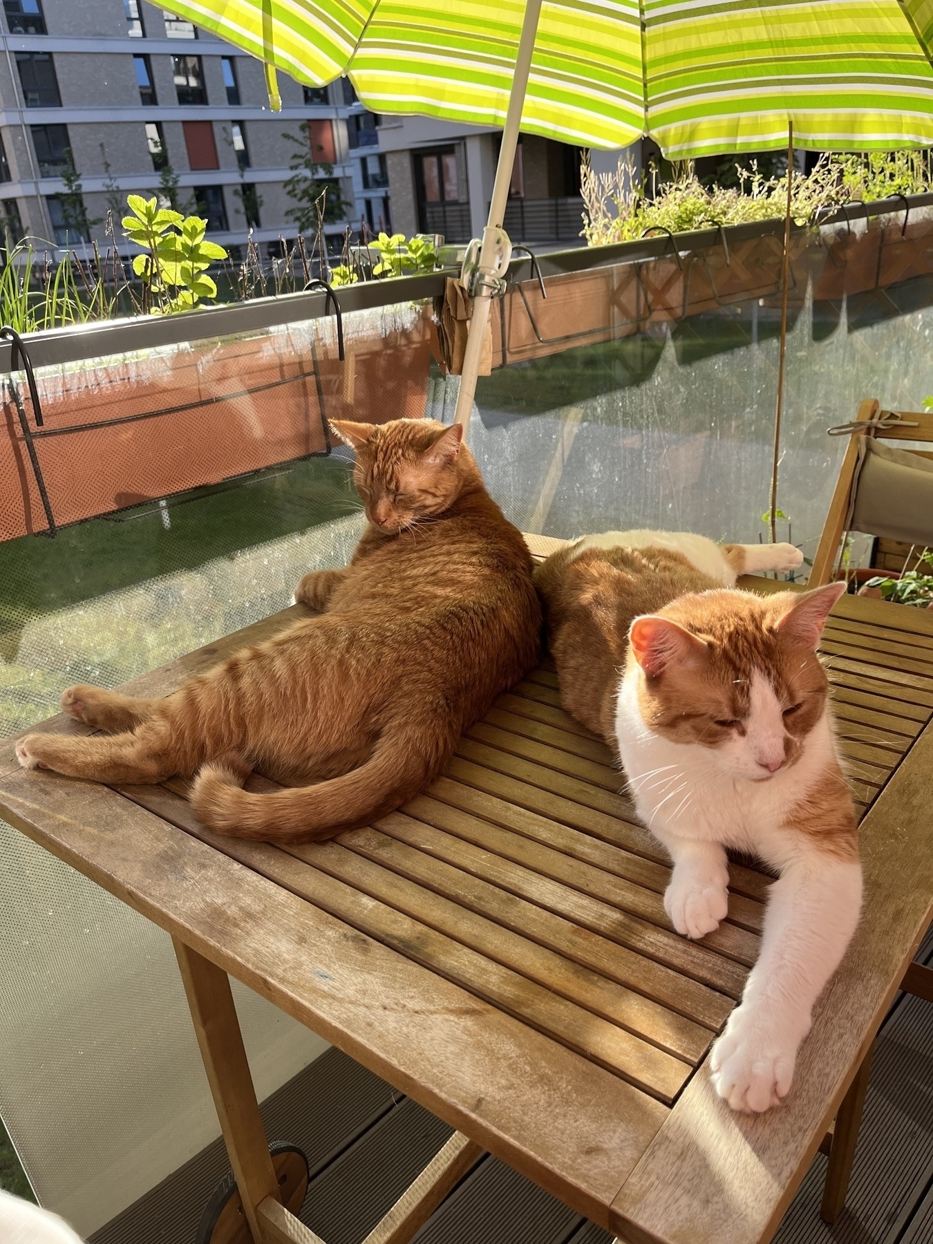 Two cats chilling in the shadow on a table
