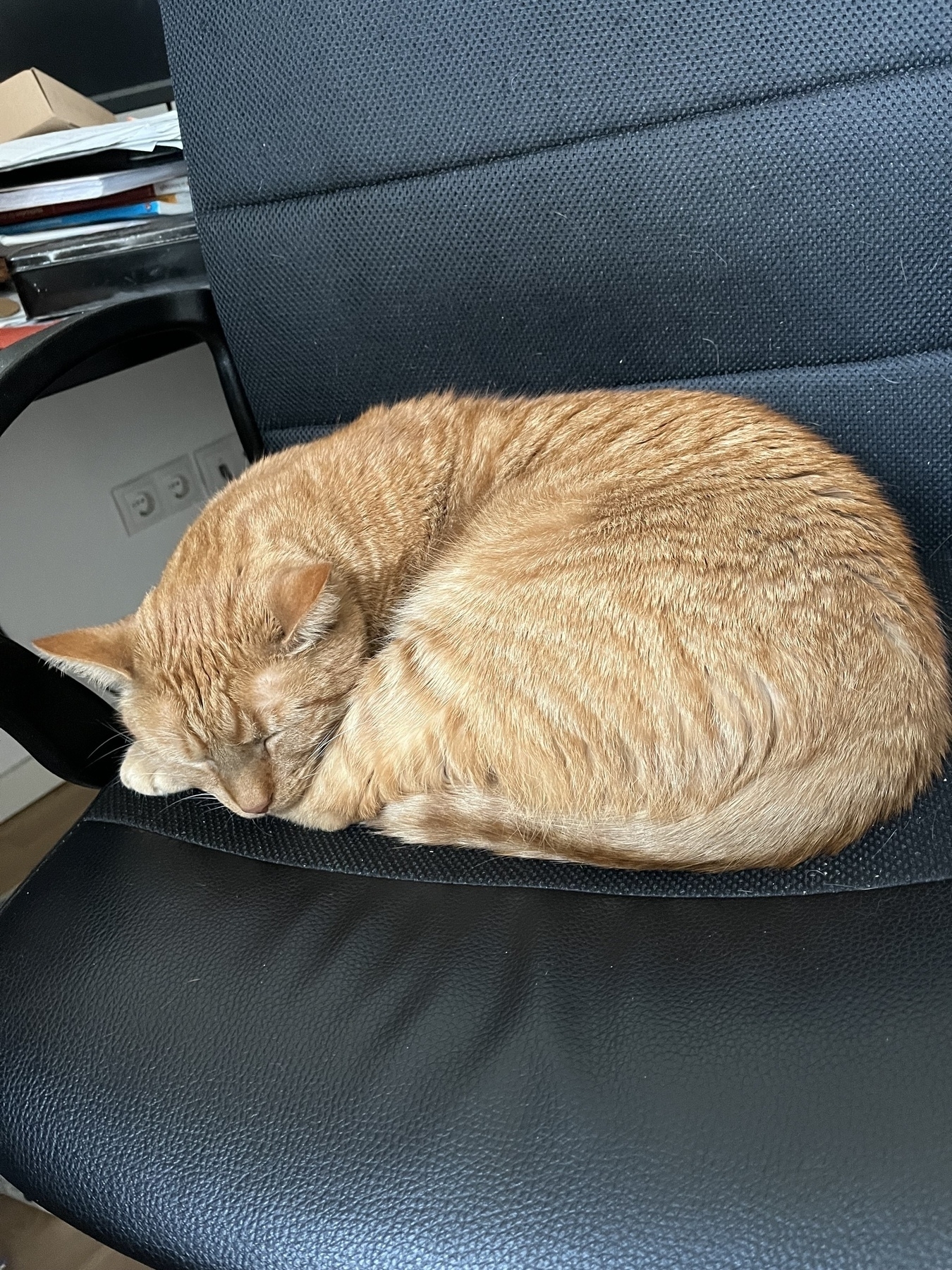 Tarō, the family’s tomcat, sleeping on his favorite chair