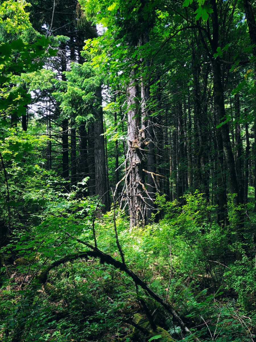 Tree in the forest