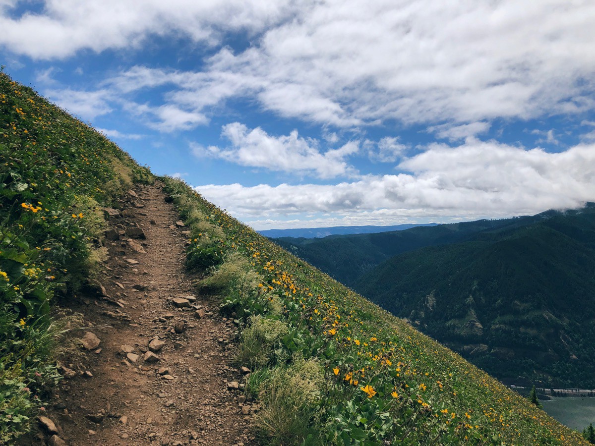 Trail through the slope of wildflowers