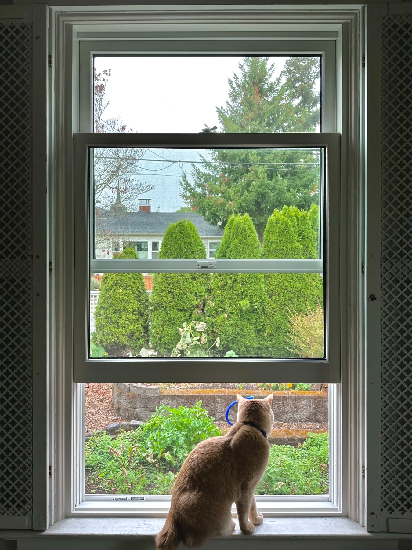 A cat sits on a window stool looking out a half open window sash to a yard on a gray rainy day.