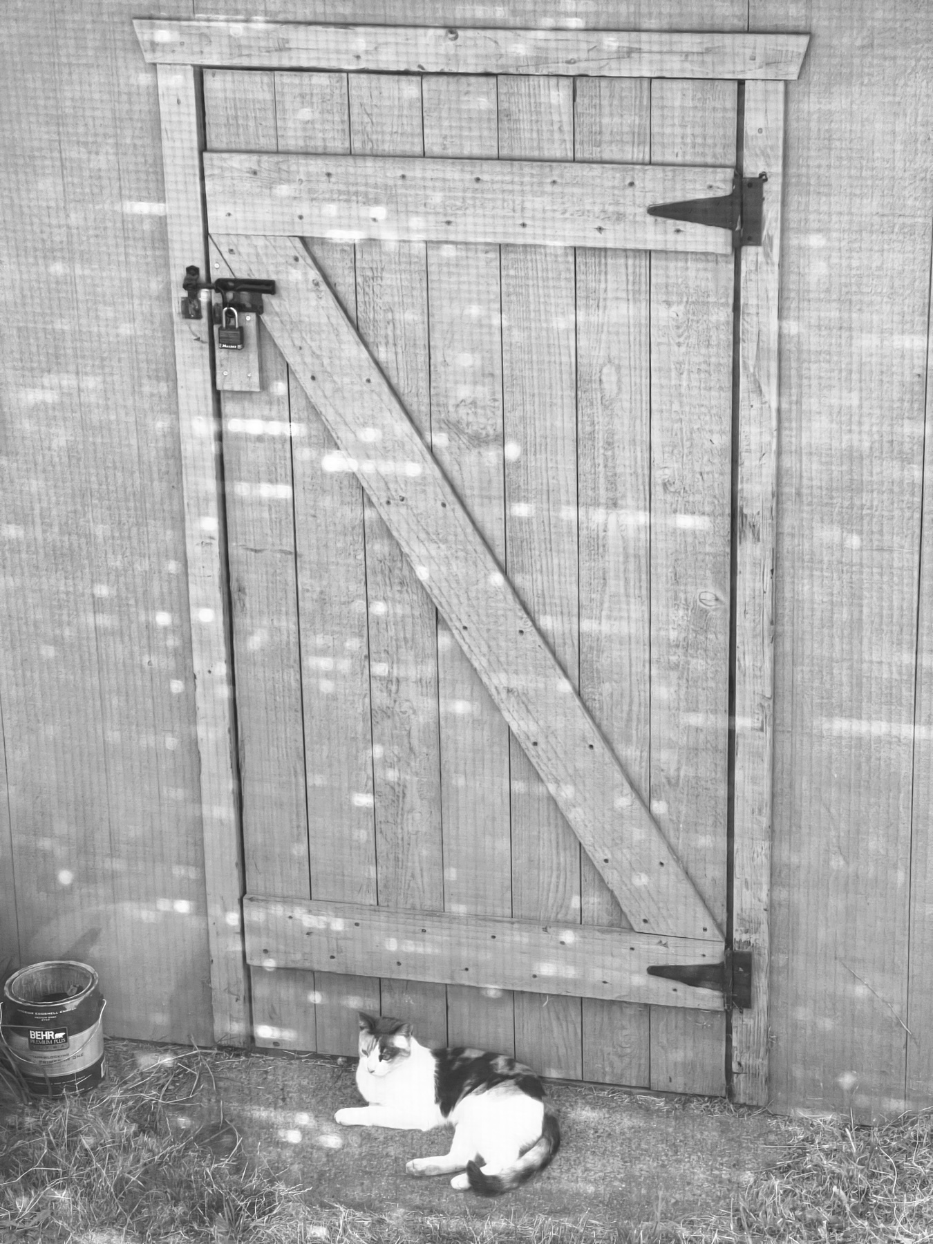 A cat sitting by a shed door.