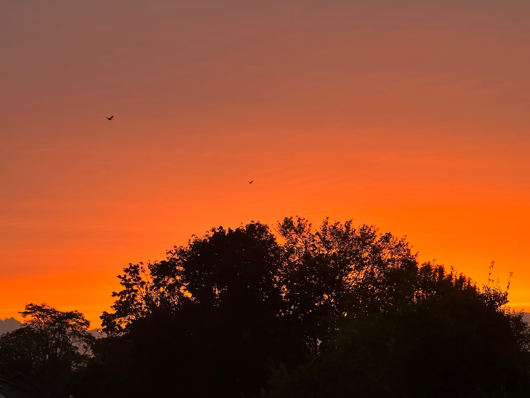 A view of the sunrise with colors going from golden yellow on the horizon to bright orange to dark orange with the silhouette of a tree in the foreground.
