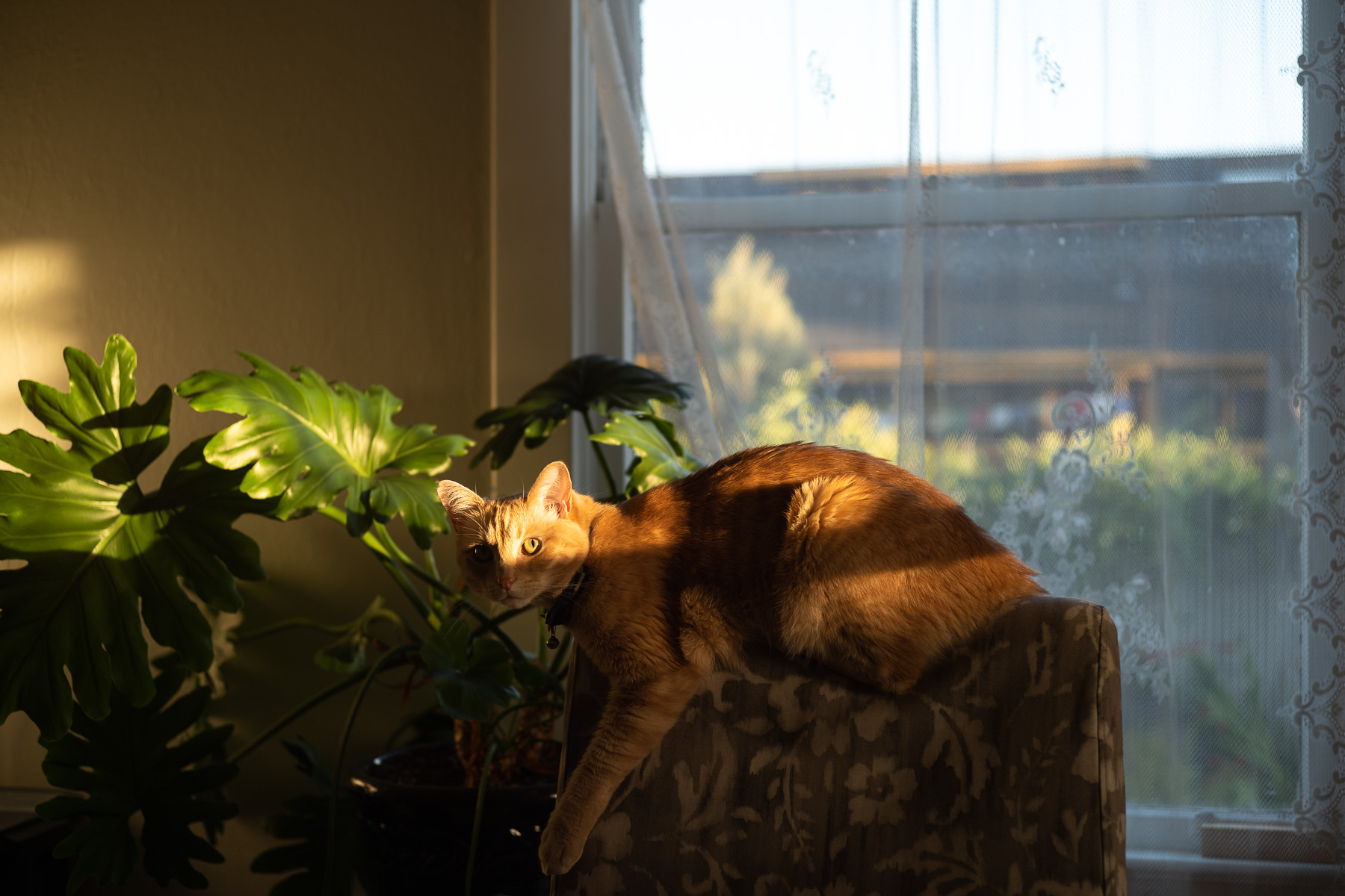 A cat sitting on the back of a dining chair, half illuminated by the golden light of the setting Sun.