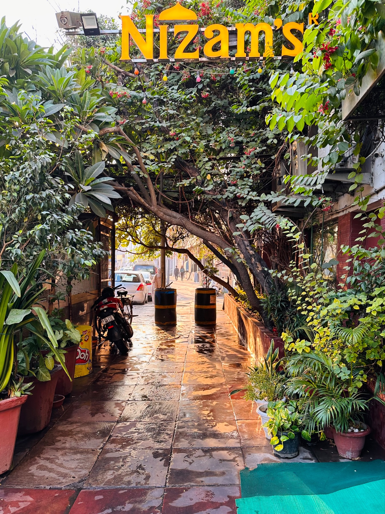 Sidewalk full of plants and a sign that reads “Nizam’s” with some orange sunlight coming through a sort-of tunnel made by foliage.