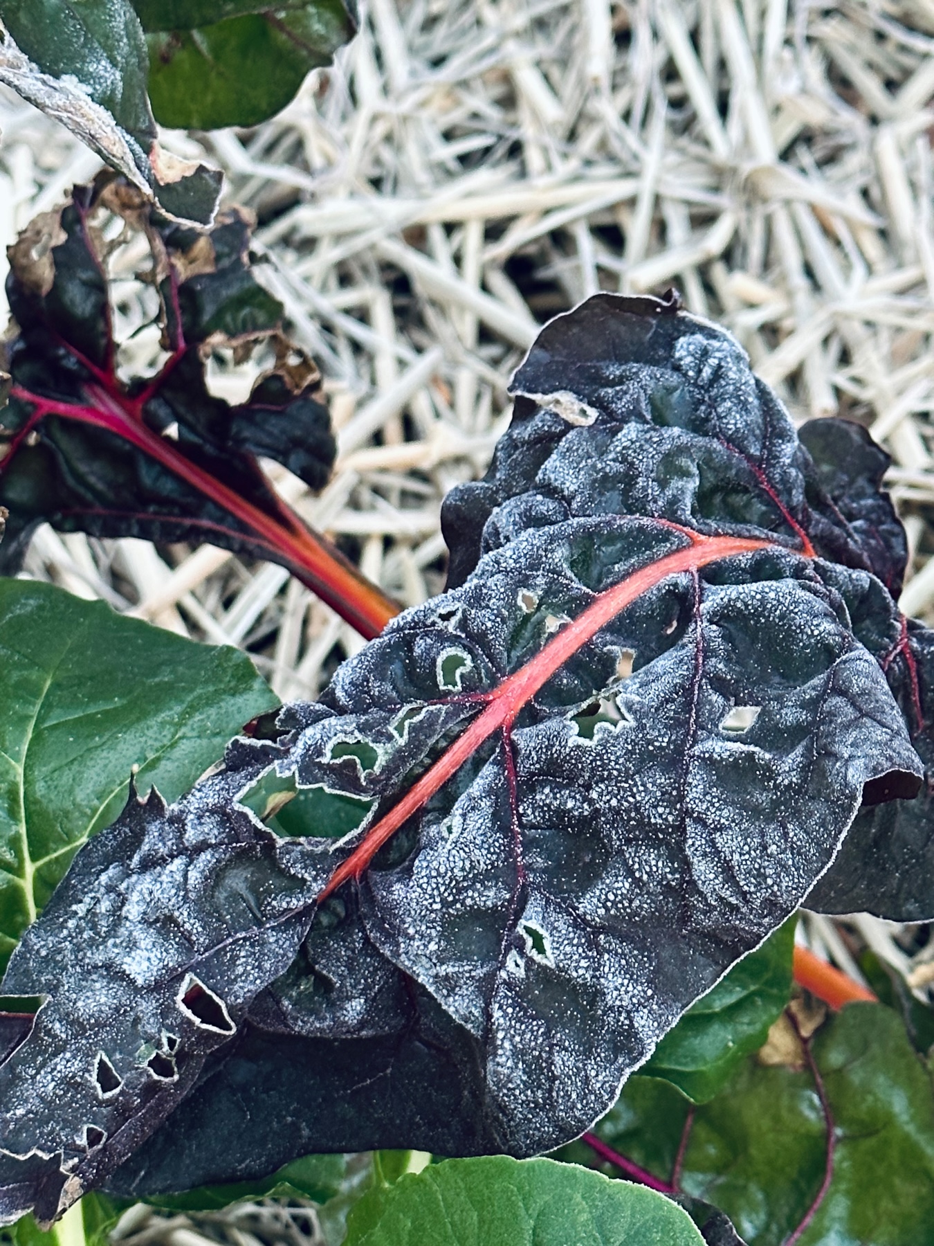 A frosty leaf of chard in garden bed with straw in the background.
