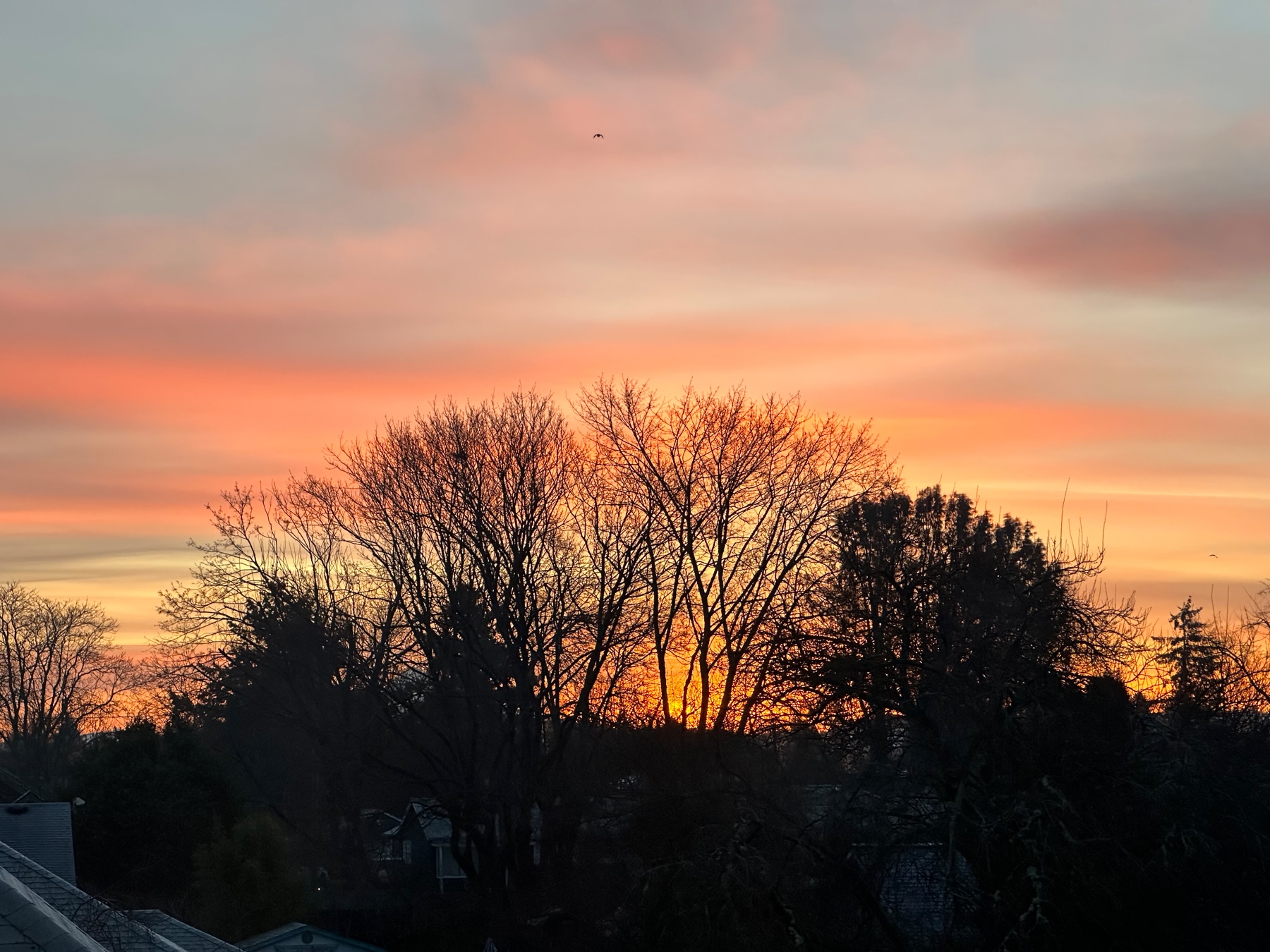 Sky with clouds having orange, red, and yellow hues with a hint of blue. Lower half of images has silhouettes of trees without leaves.