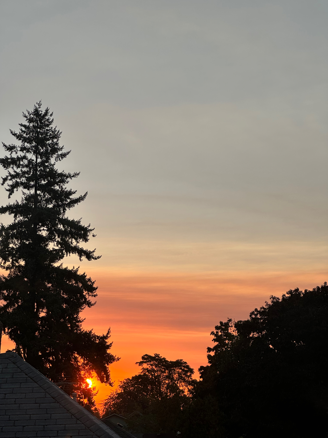 View of a sunrise with a silhouette of a trees and the roof of a house in the foreground.