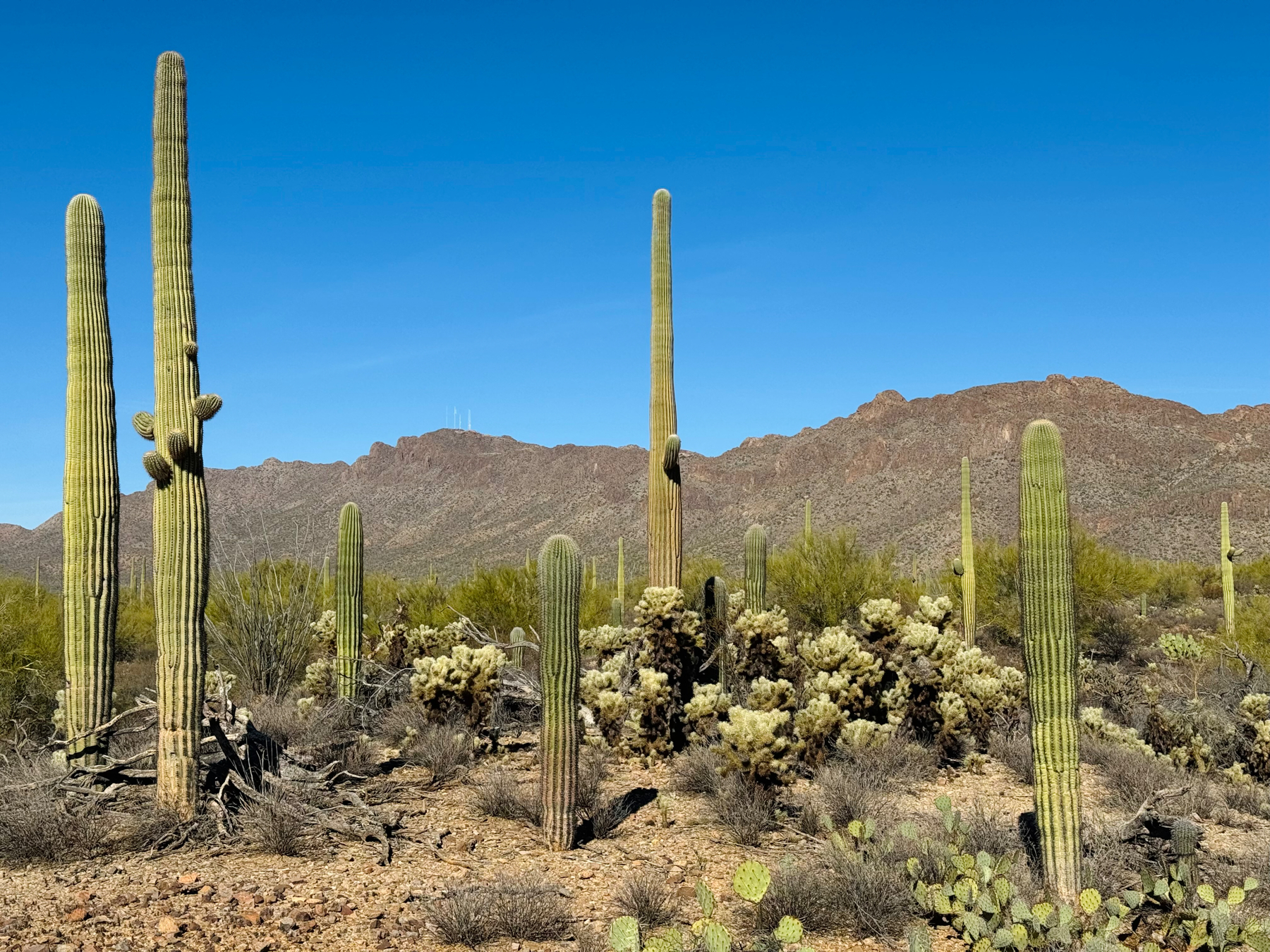 Desert landscape with several tall saguaro cacti, smaller cholla cacti, and prickly pear shrubs in the foreground, against a backdrop of a mountain range under a clear blue sky.