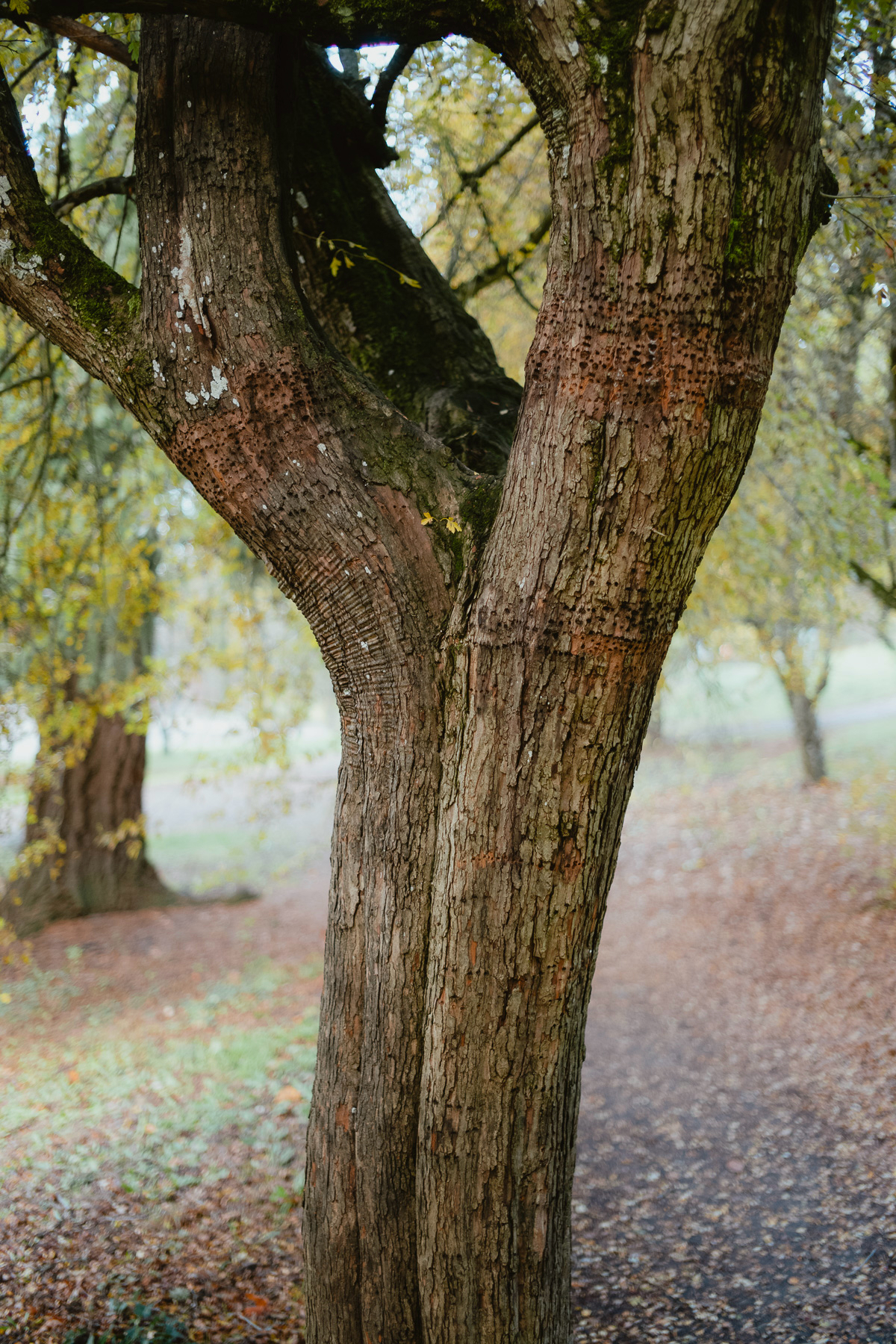A tree trunk is in focus in the center of the frame. The background shows softly blurred trees. The ground is full of yellow leaves. The tree bark has various marks of lines and holes.