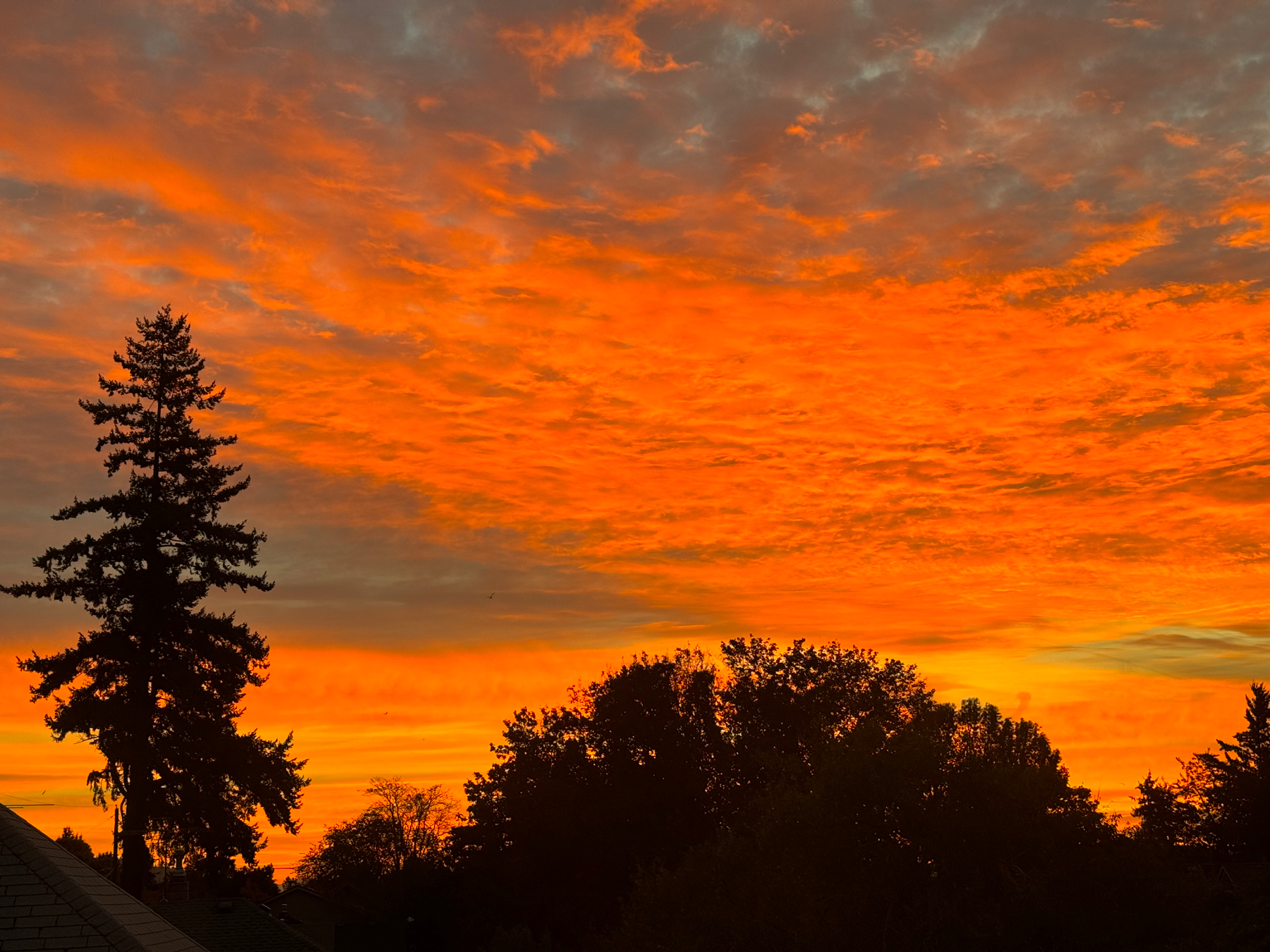 Silhouette of trees in the foreground. Very bright orange to yellow hues rising into the cloudy sky from the horizon.