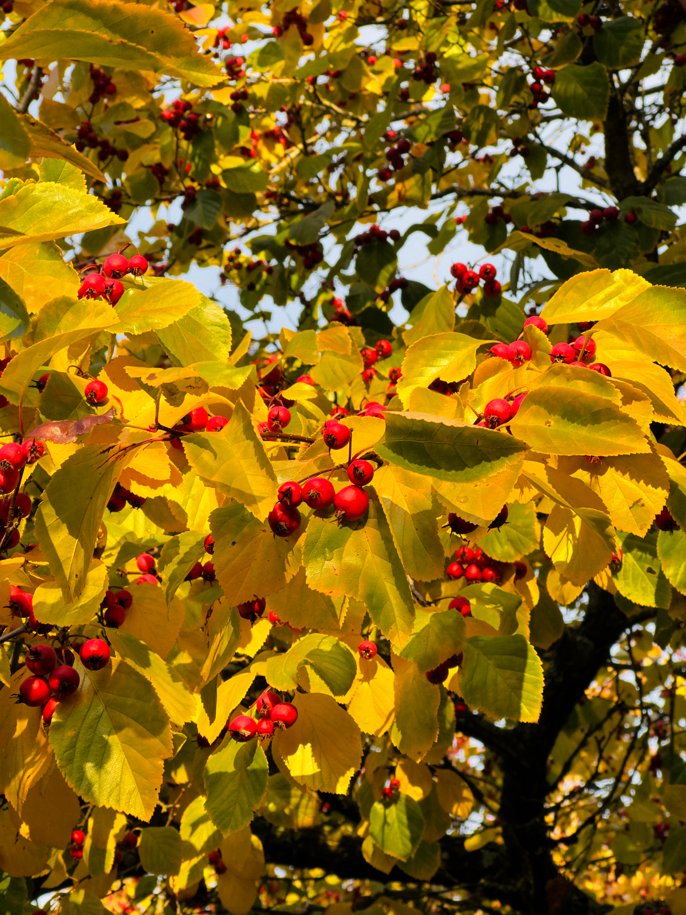 An up close view of a tree branch with yellow green leaves and bright red berries.