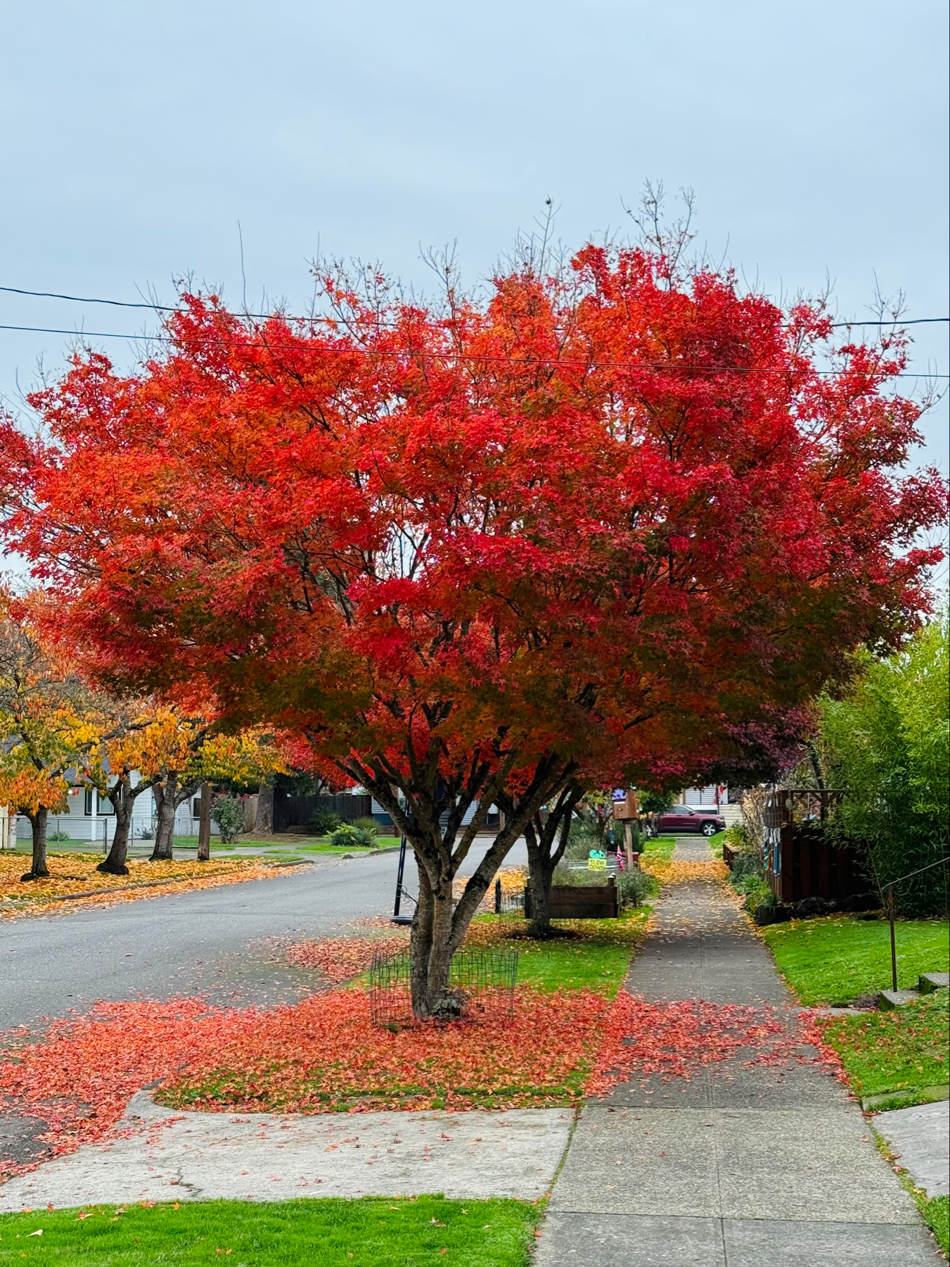 A tree with bright red leaves on its short but wide canopy and a bed of the same leaves on the street and sidewalk below.