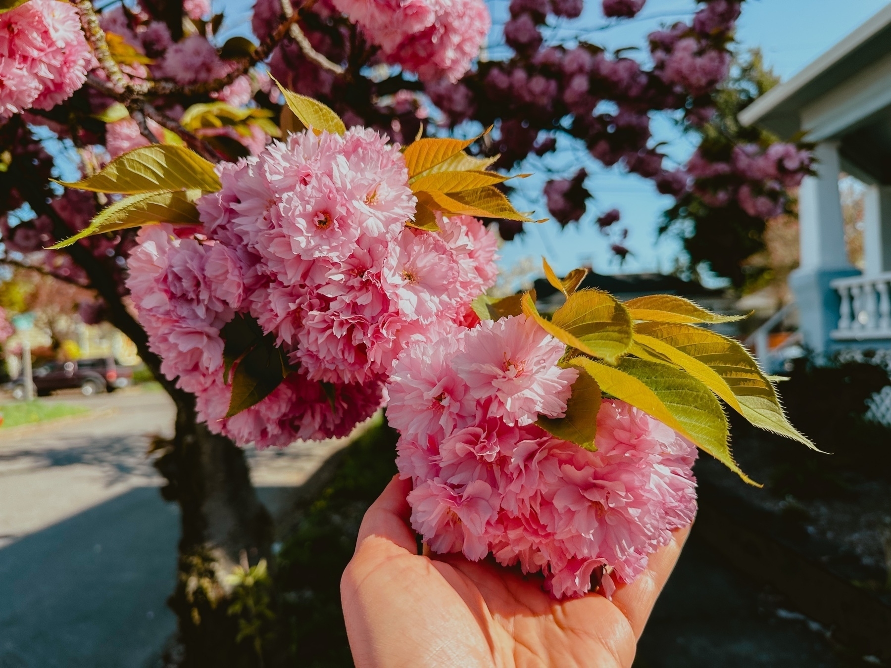 A hand holds a cluster of pink cherry blossoms basked in the warmth of late morning sun.