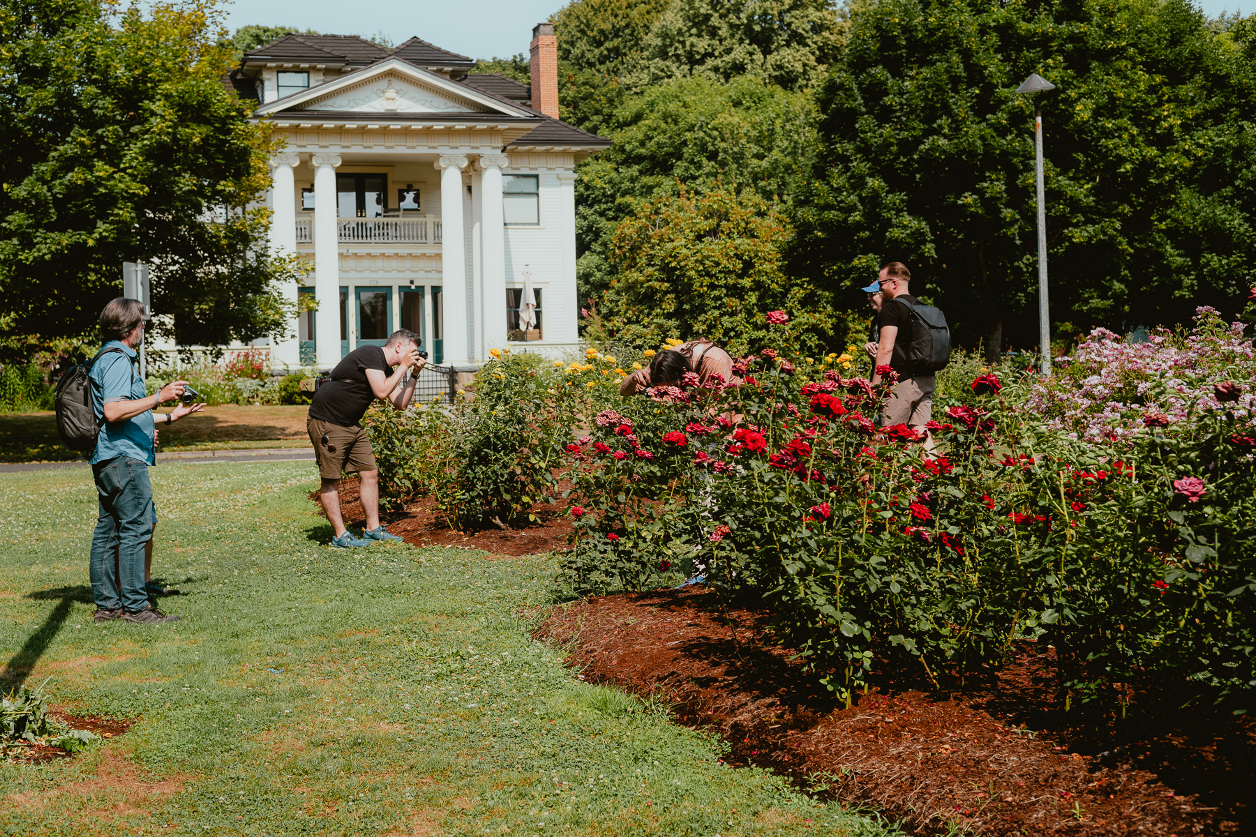 People with cameras are scattered about taking photos in a field with green grass and rose beds. In the background is a house with trees on both sides, and a bit of blue sky above.