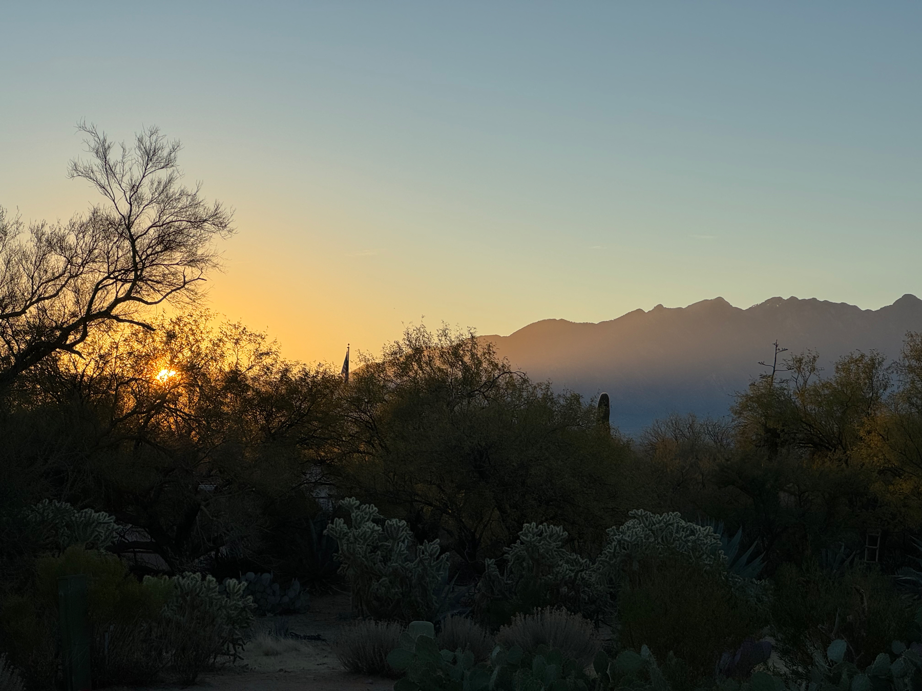 Sunrise over a desert landscape with silhouettes of various cacti and trees against a backdrop of mountains and a clear sky.