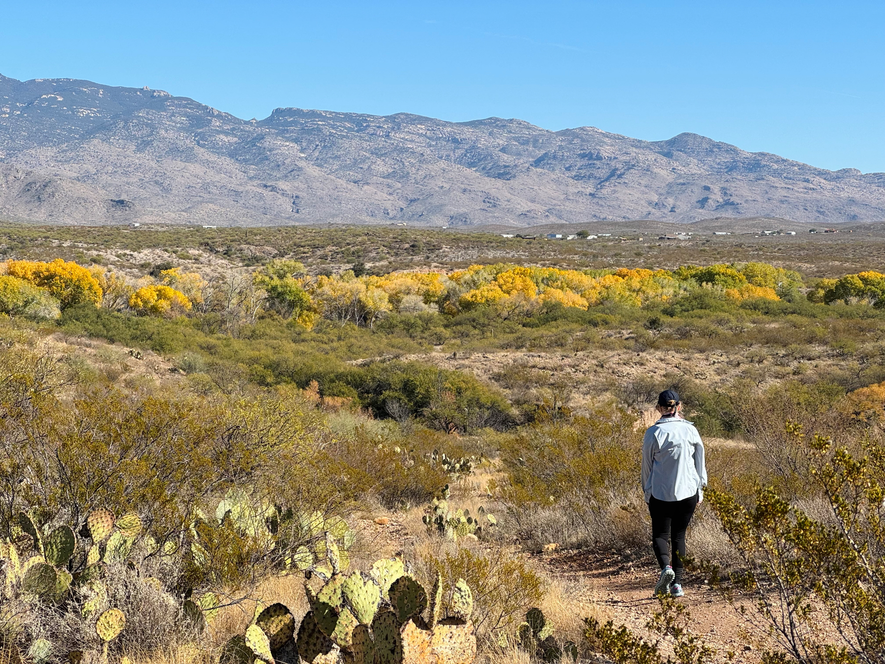 Person walking on a trail through a desert landscape with cacti in the foreground and mountains in the background, under a clear blue sky.