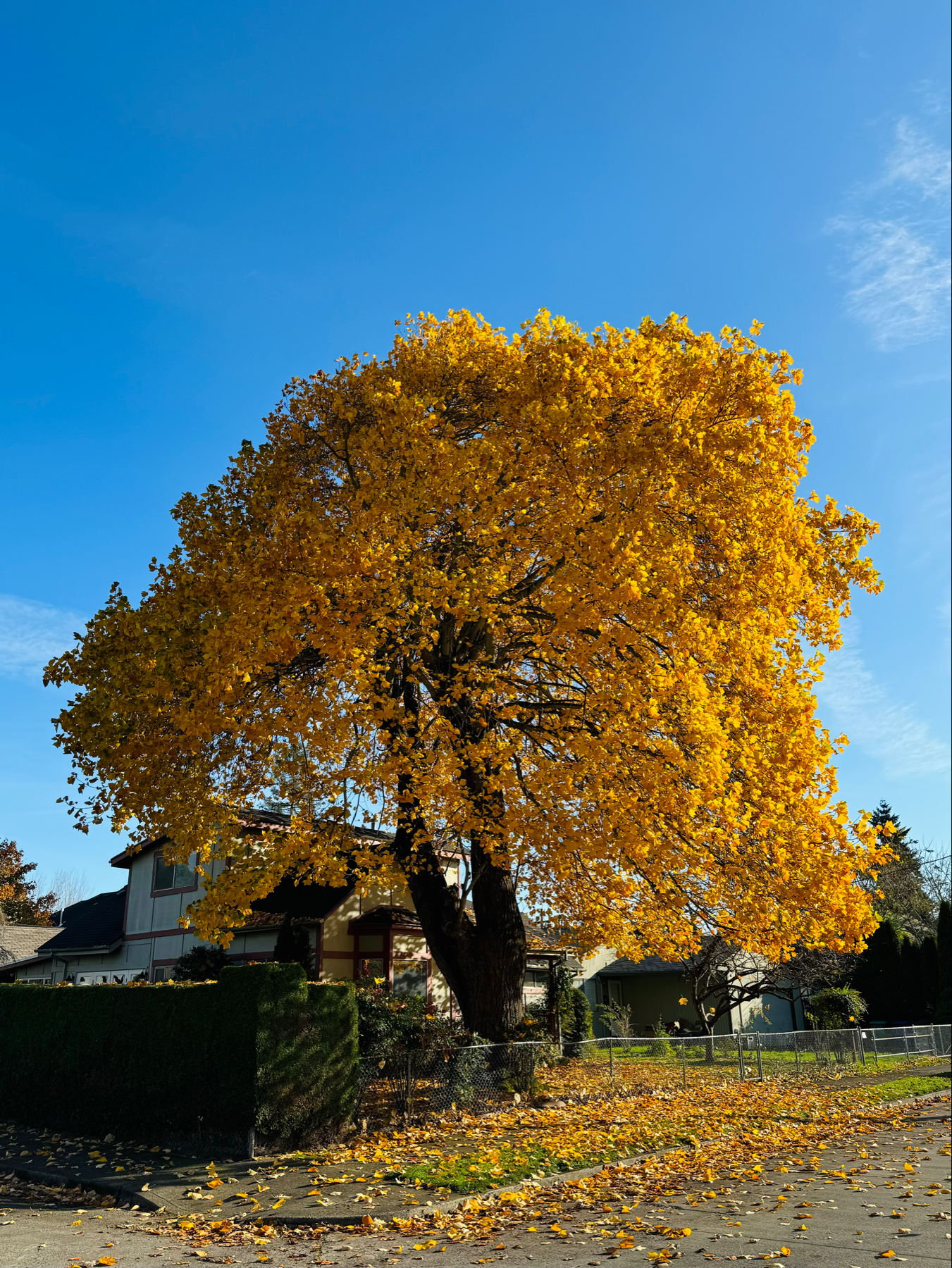 A tree that’s over twice as tall as the house next to it with a wide canopy of bright yellow leaves and many fallen yellow leaves below.