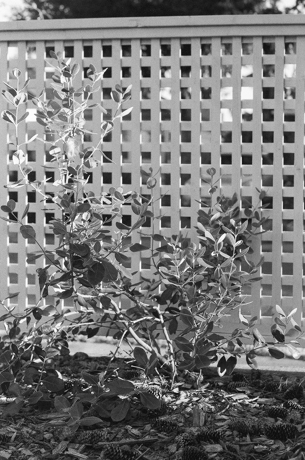 Black and white photo of a small plant in front of a white lattice fence. The ground is covered with wood mulch and pine cones.