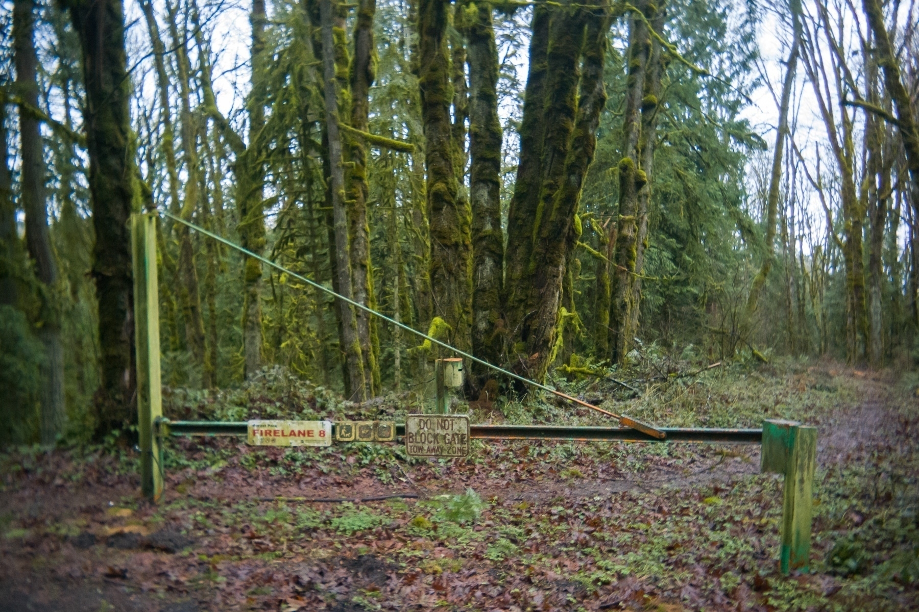 A muddy lane blocked off by a barrier that says Firelane 8 with a number of mossy tree trunks visible on the side of its path.