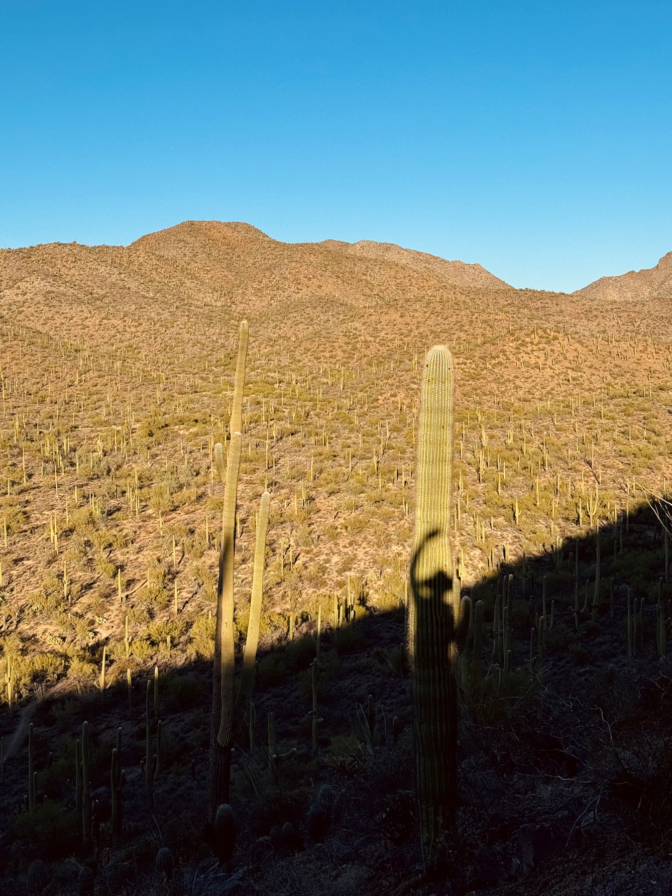 A desert landscape covered with numerous saguaro cacti and other desert vegetation with a blue sky above and mountains in the background. The shadow of a waving person is cast on the saguaro cactus in the foreground.