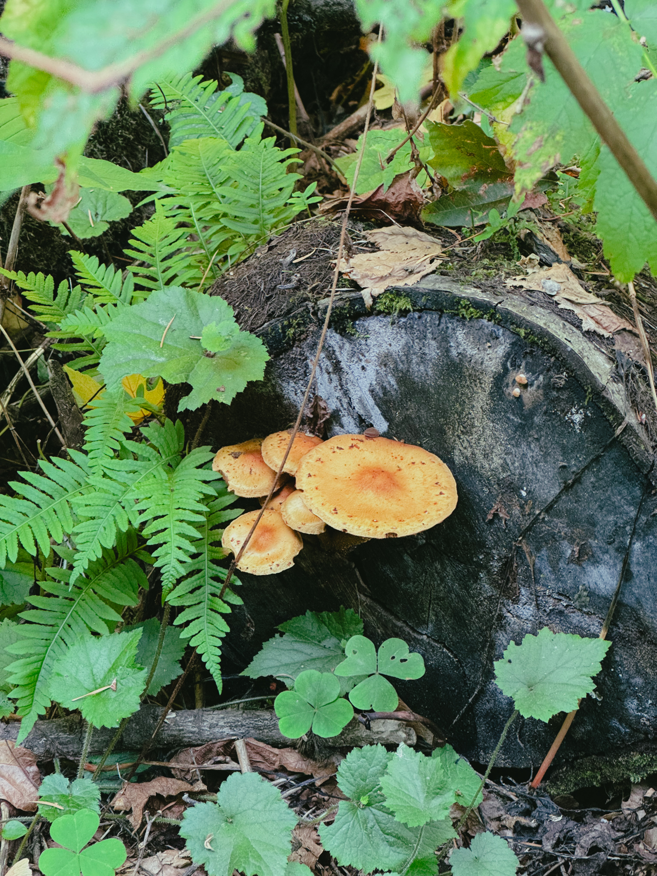 Flat yellowish mushrooms grow out the face of a fallen tree trunk. They are surrounded by green germs and leaves.