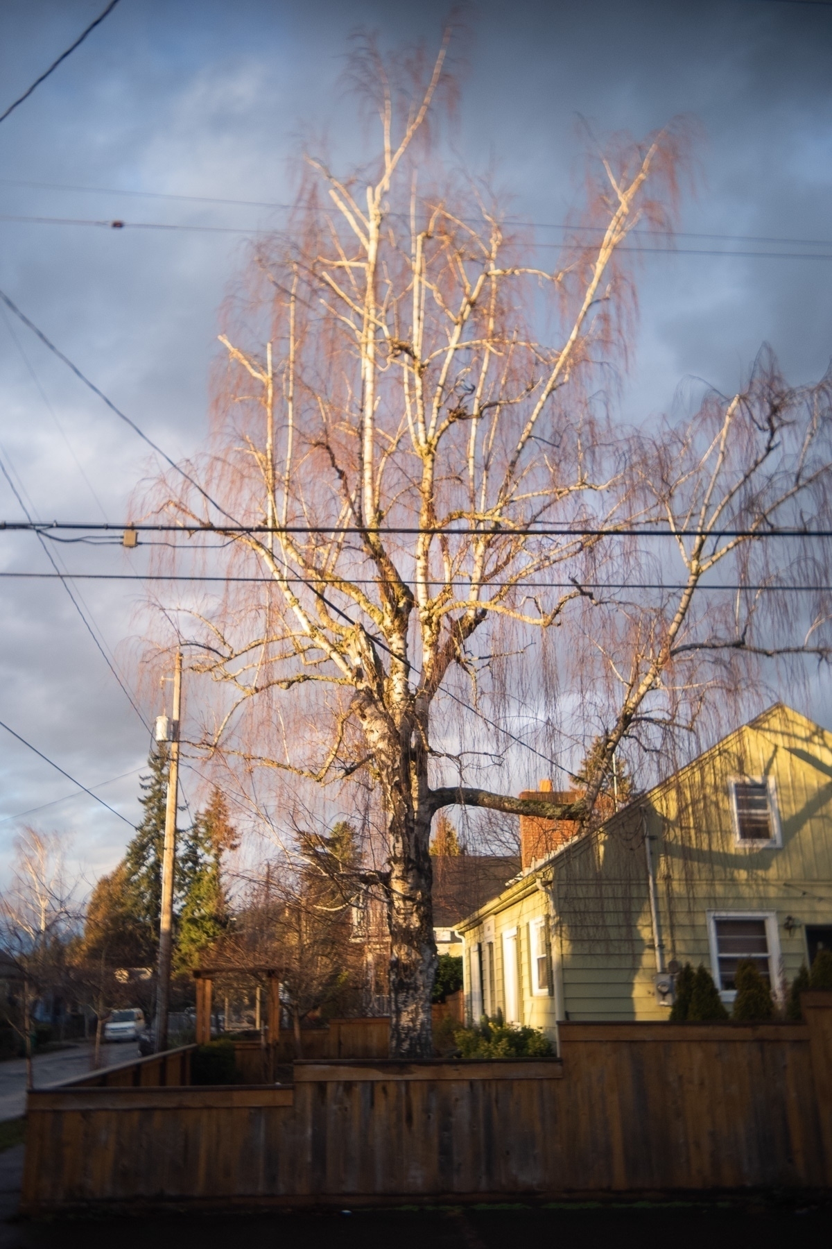 A tree with white bark and no leaves, standing in a house yard, is lit by the golden light of the setting Sun.
