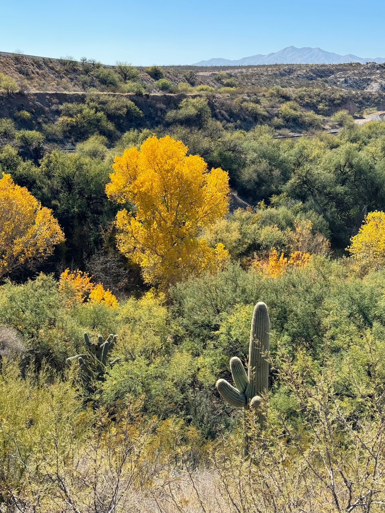 Autumn foliage with yellow leaves stands out among green shrubs against a backdrop of distant mountains and a clear blue sky, with saguaro cacti dotting the foreground.