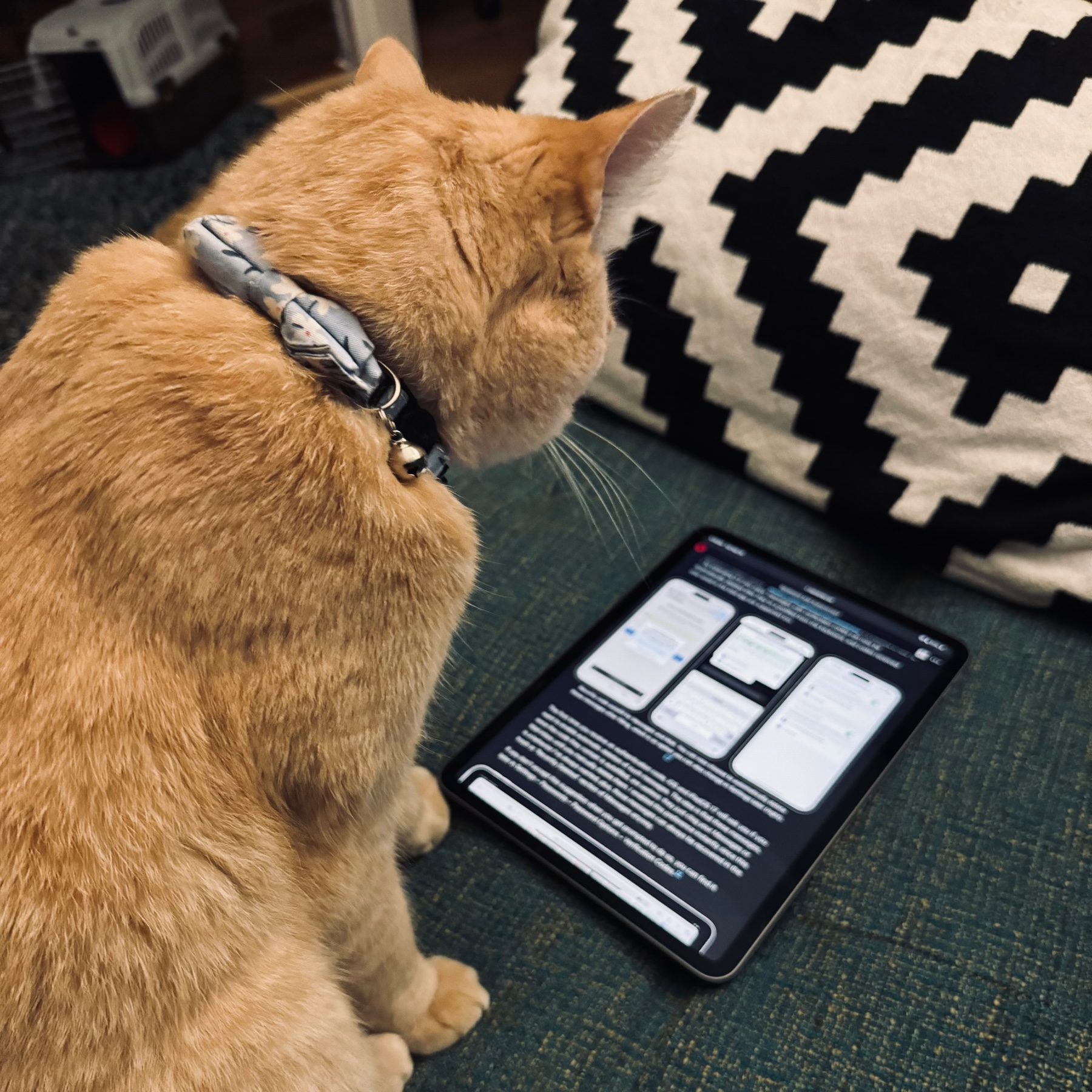 A cat looks at an iPad with an article on it.